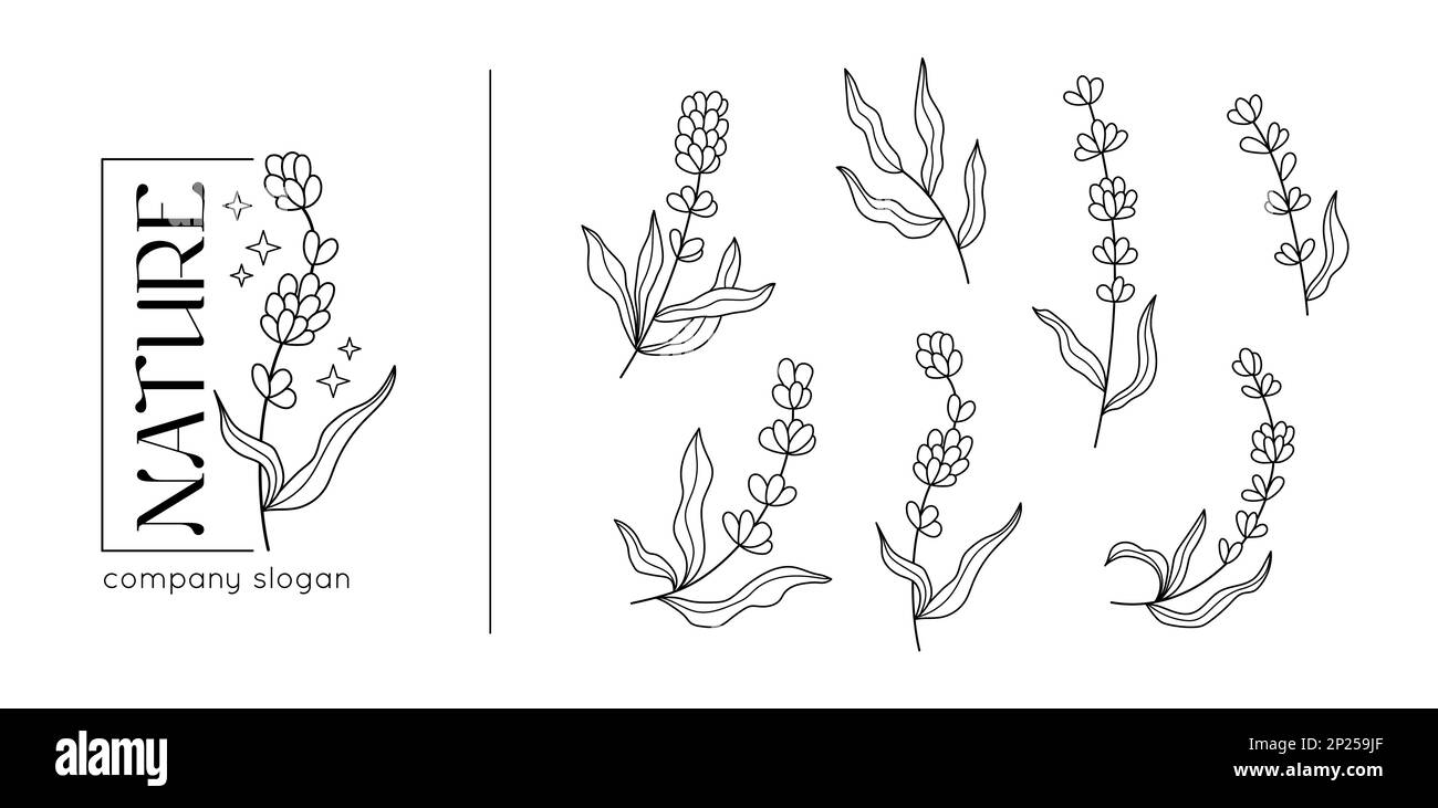 Branche de lavande de printemps, collection d'herbes rustiques. Éléments végétaux décoratifs pour la présentation rétro de la marque nature, modèle de logo de fleur. Éléments noirs botaniques isolés de ligne. Ensemble d'icônes de dessin animé vectoriel Illustration de Vecteur