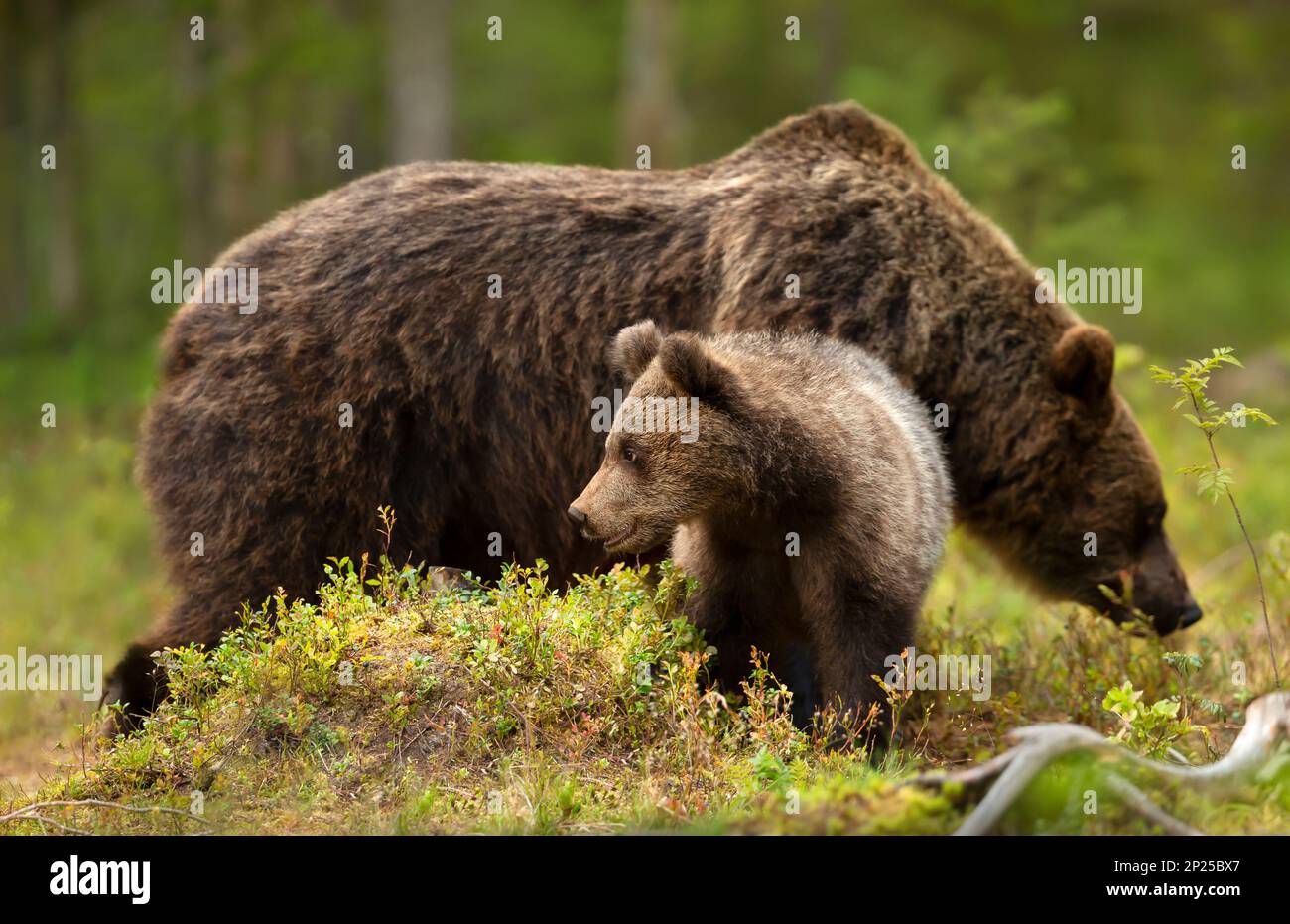 Gros plan d'un mignon ourson brun eurasien avec une mama ours, Finlande. Banque D'Images