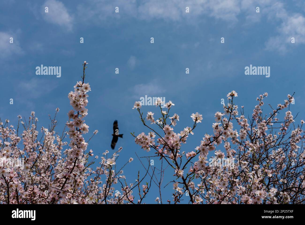 Srinagar, Inde. 04th mars 2023. Vue sur les fleurs d'amandiers dans un parc par une journée ensoleillée à Srinagar. Le printemps est arrivé plus tôt que d'habitude au Cachemire cette année en raison de températures plus élevées en février. Gul-tour, une plante florale de printemps a commencé à fleurir à la mi-février au Cachemire. Ses fleurs jaunes s'épanouissent habituellement en mars, annonçant le printemps. Après la visite de gul, les amandiers et les pêchers éclatent également en fleurs blanches et roses pâle début mars au Cachemire. Les fleurs d'amande sont généralement vues à la mi-mars. Crédit : SOPA Images Limited/Alamy Live News Banque D'Images