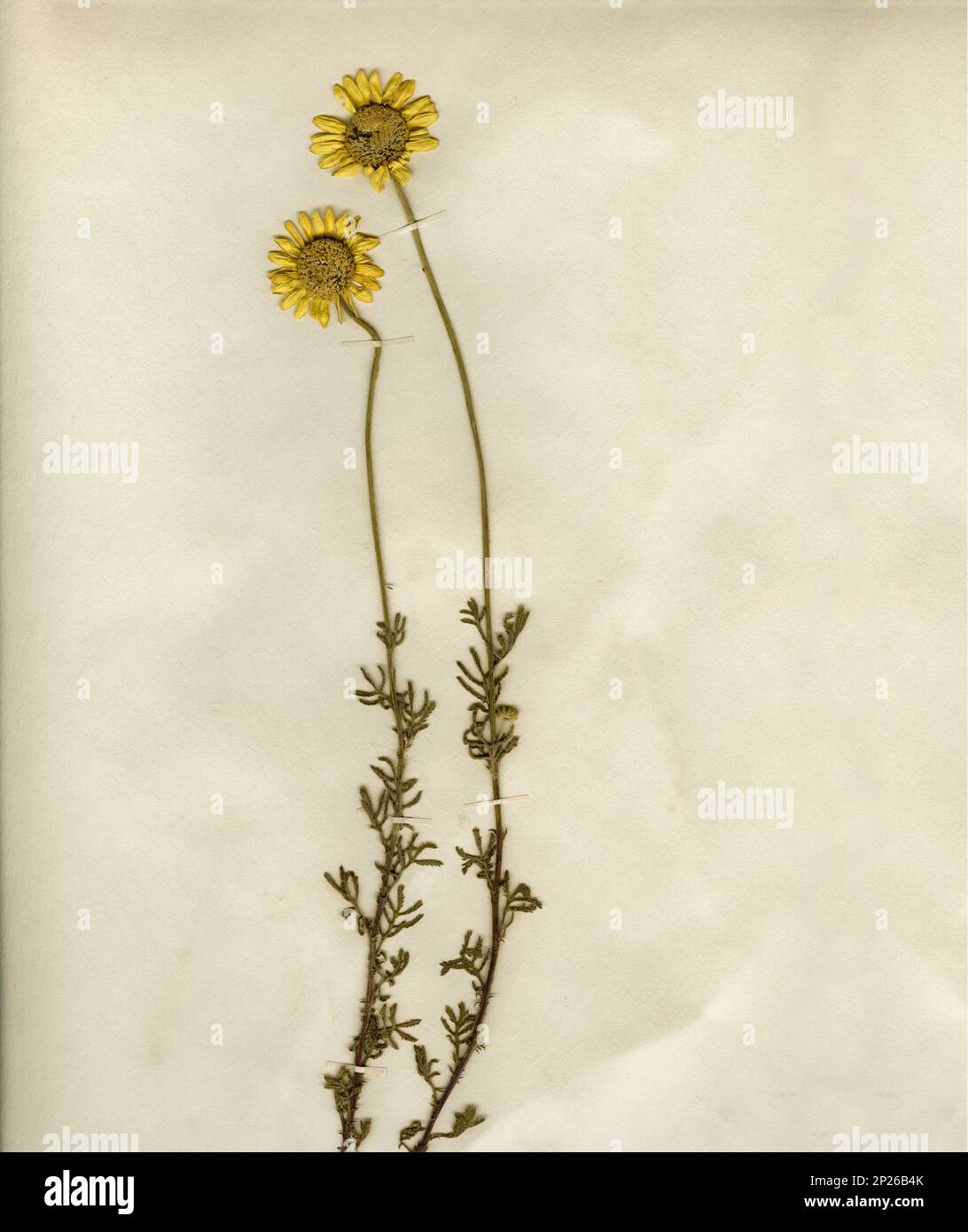 Spécimens séchés pressé du milieu du siècle d'Anthemis Tinctoria, c.-à-d. marquerite dorée sur une page herbarium scandinave des années 1950. Haute résolution. Banque D'Images