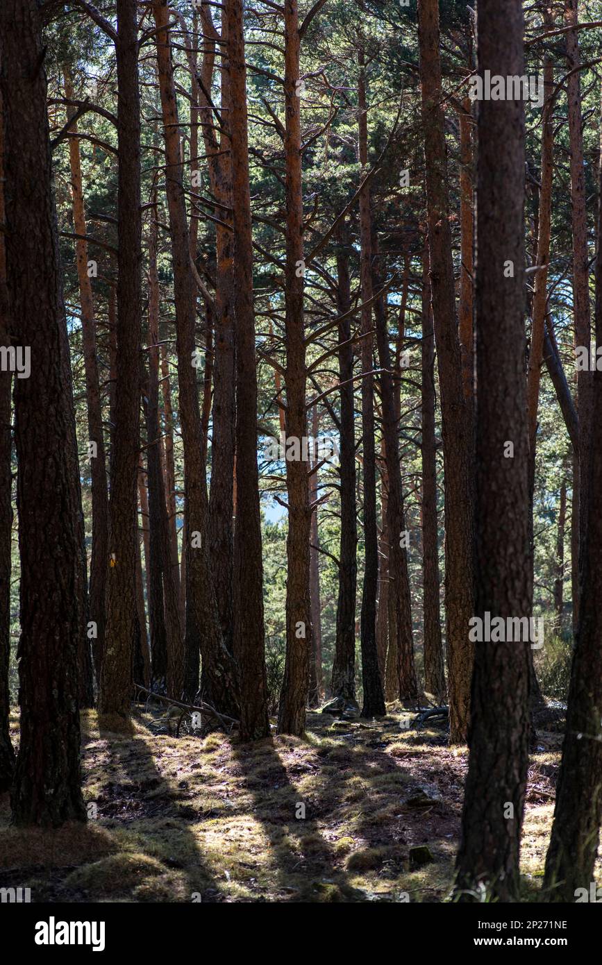 Forêt de pins noirs dans les montagnes des Pyrénées catalanes Banque D'Images