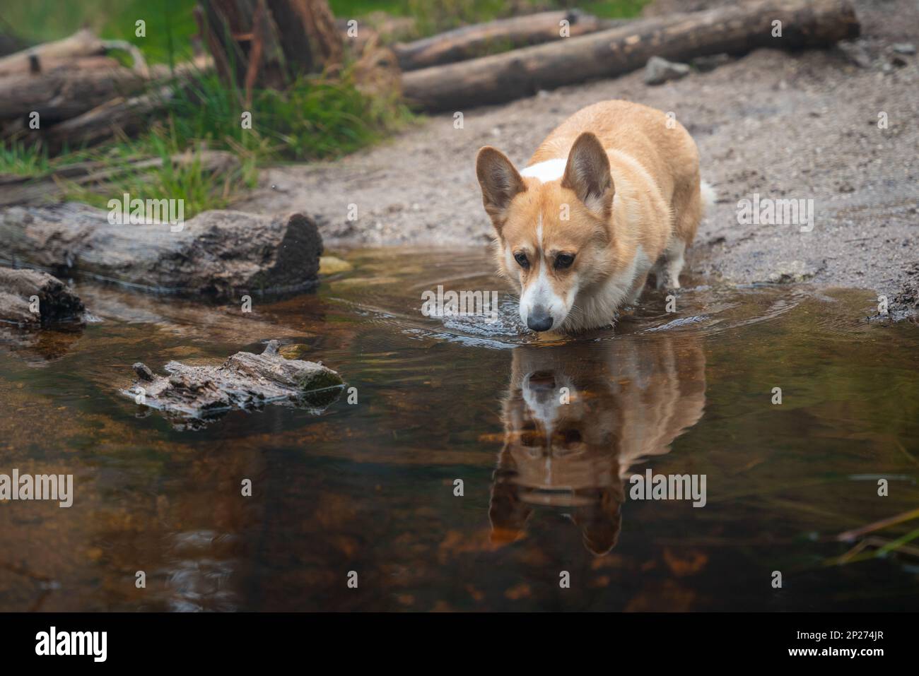 Un chien gallois de Corgi Pembroke entre dans un ruisseau et boit de l'eau. Banque D'Images