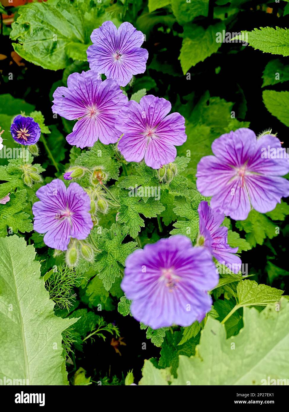 Détail de fleurs de géranium pourpres en pleine fleur. Banque D'Images