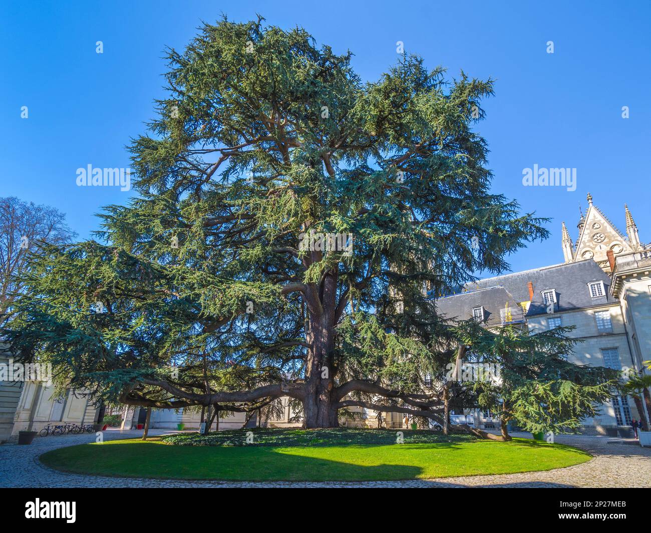 31m grand Cèdre du Liban (Cedrus libani) planté en 1804 dans le jardin du Musée des Beaux Arts, Tours, Indre-et-Loire (37), France. Banque D'Images