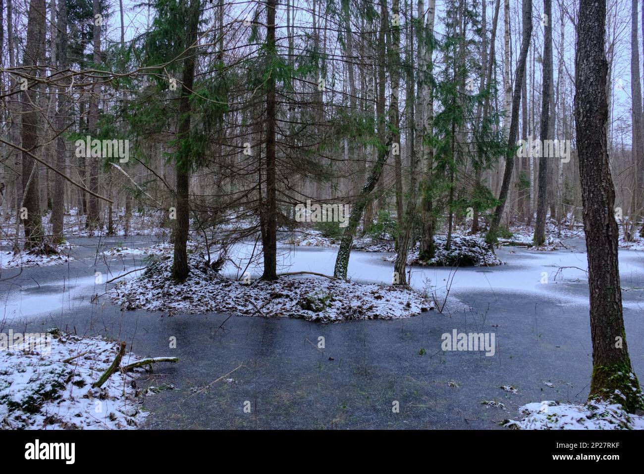 Première neige paysage de forêt avec l'eau gelée et supruces, forêt de Bialowieza, Pologne, Europe Banque D'Images