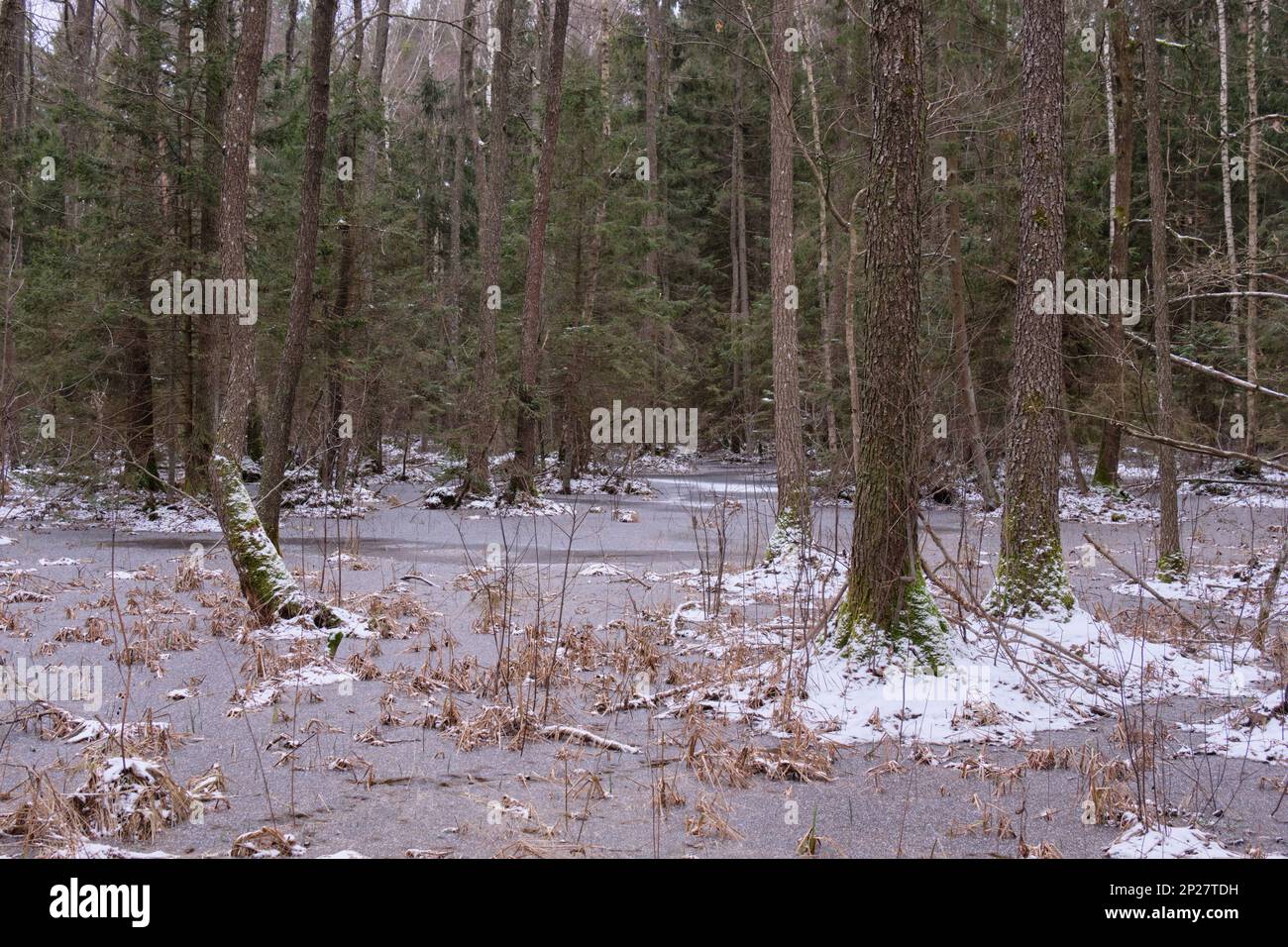Première neige paysage de forêt avec l'eau gelée et supruces, forêt de Bialowieza, Pologne, Europe Banque D'Images