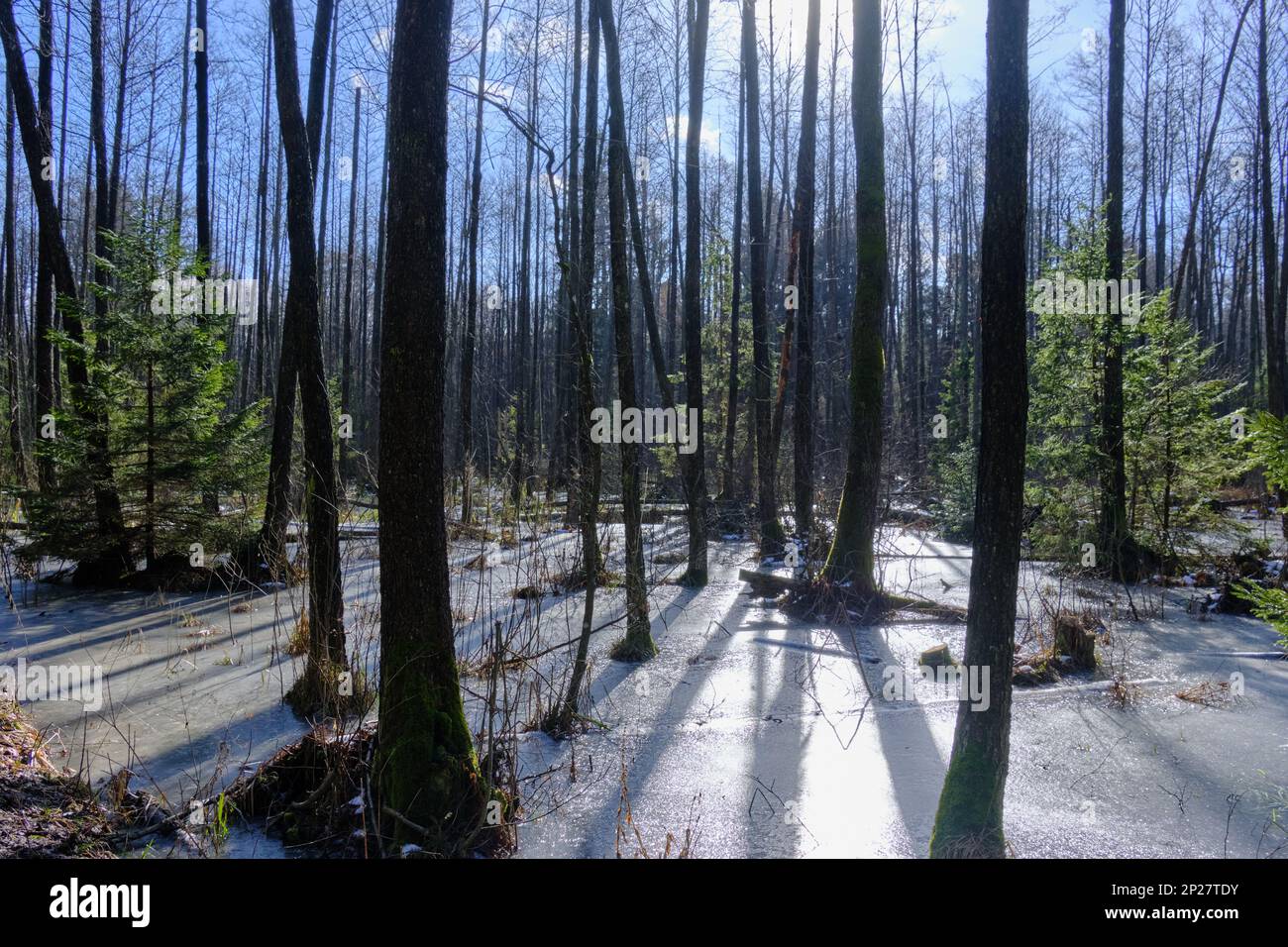 Paysage hivernal de ripaal gelé stand au soleil avec aulne et arbres suprace contre le ciel bleu, Bialowieza Forest, Pologne, Europe Banque D'Images