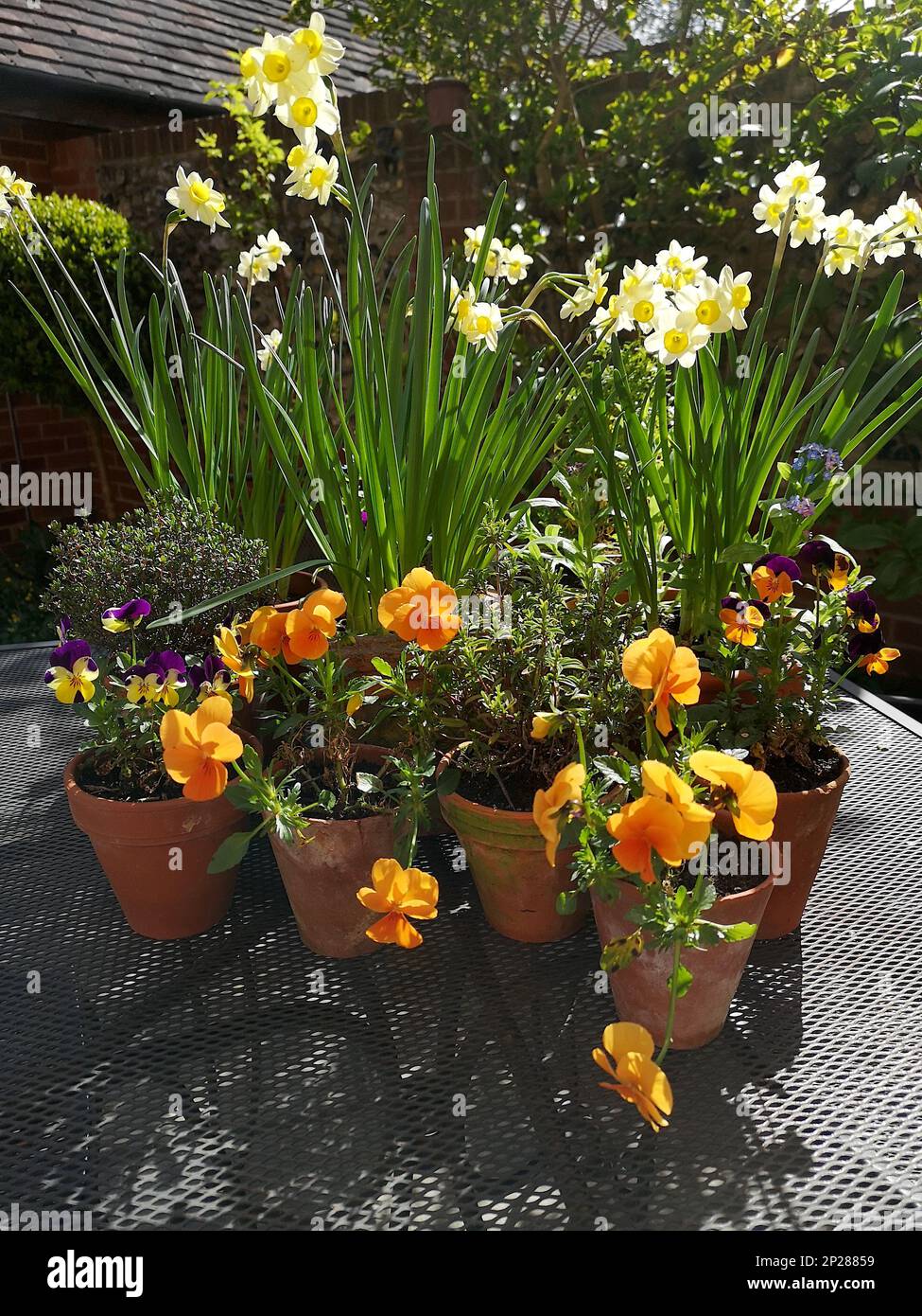 Une exposition de pansies et de jonquilles orange dans des pots en terre cuite. Banque D'Images