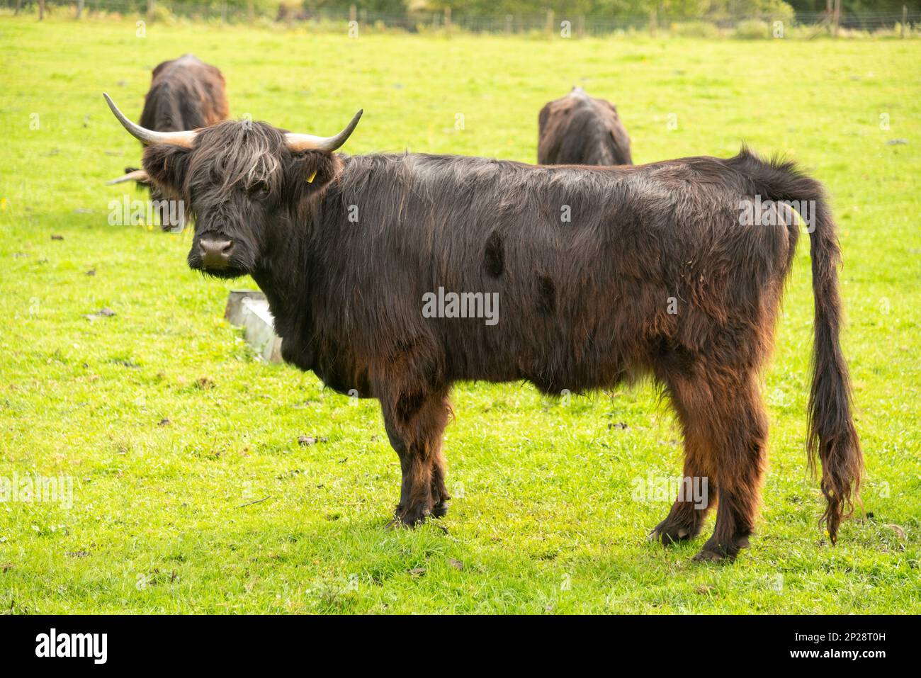 Vaches noires et brunes dans les montagnes écossaises Banque D'Images