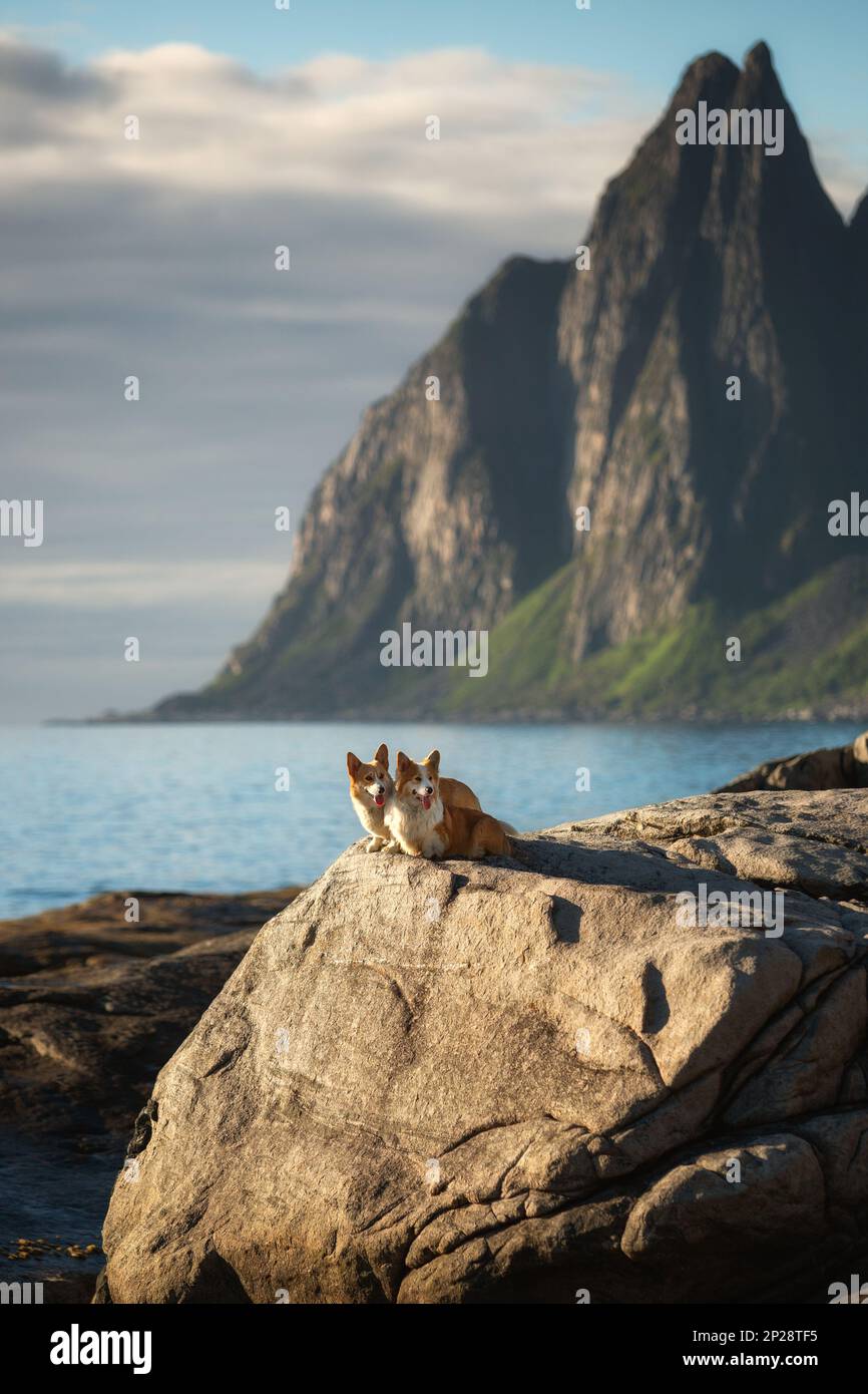 Deux chiens gallois Corgi Pembroke se trouvent en face d'une montagne au bord de la mer sur l'île de Senja. Norvège Banque D'Images