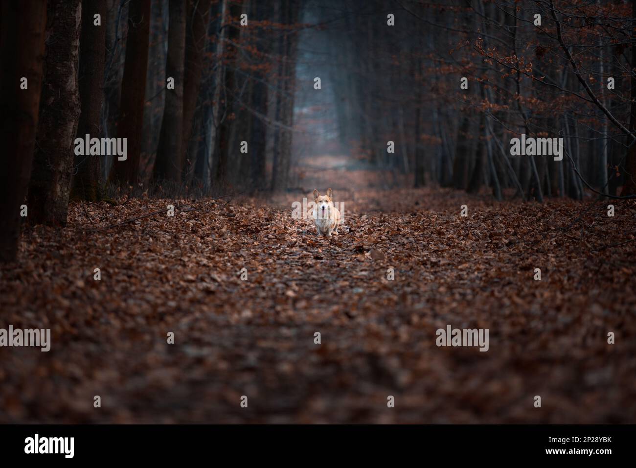 Un chien gallois Corgi Pembroke se trouve au milieu d'une route dans une forêt sombre. Dans la forêt Banque D'Images