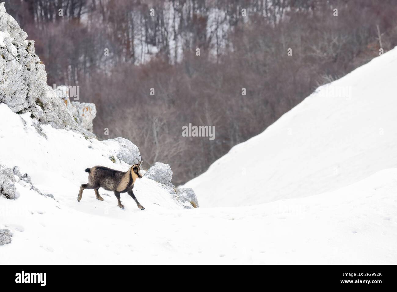 E Apennine chamois est une sous-espèce du chamois, un mammifère de chèvre trouvé dans les montagnes de l'Europe Banque D'Images