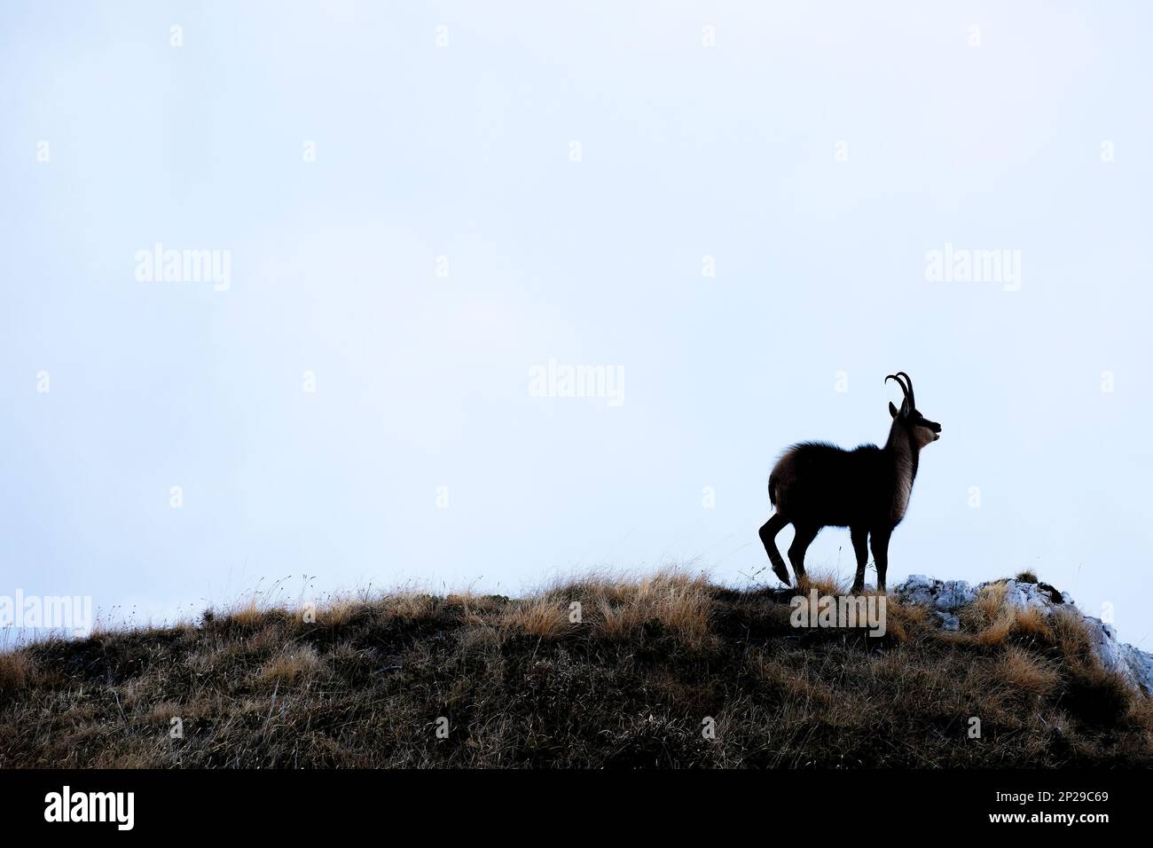 E Apennine chamois est une sous-espèce du chamois, un mammifère de chèvre trouvé dans les montagnes de l'Europe Banque D'Images