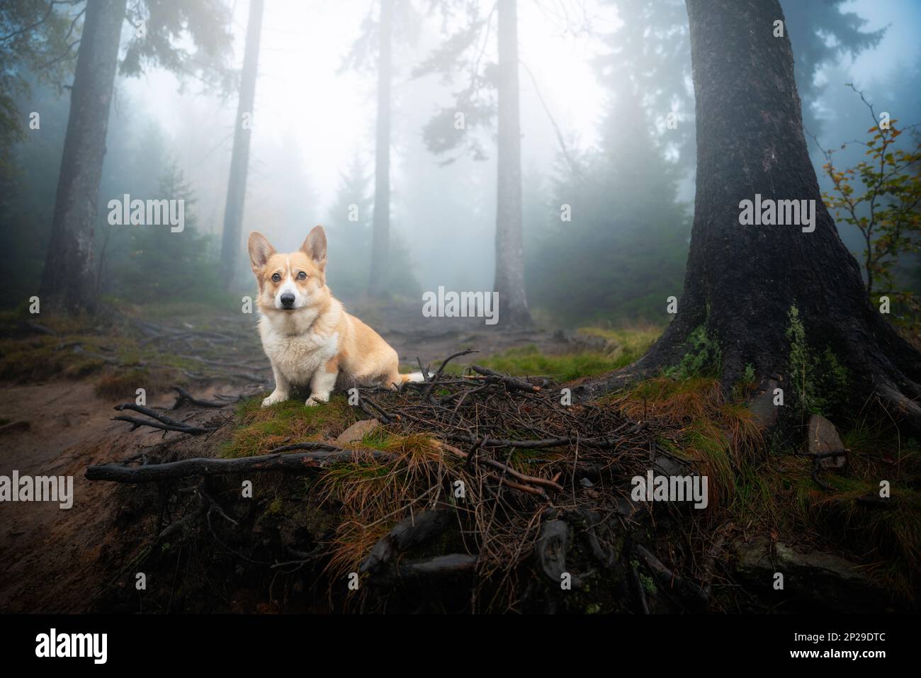 Un chien gallois pensif Corgi Pembroke est assis dans les bois pendant le temps sombre de l'automne. Un chien dans les montagnes Banque D'Images