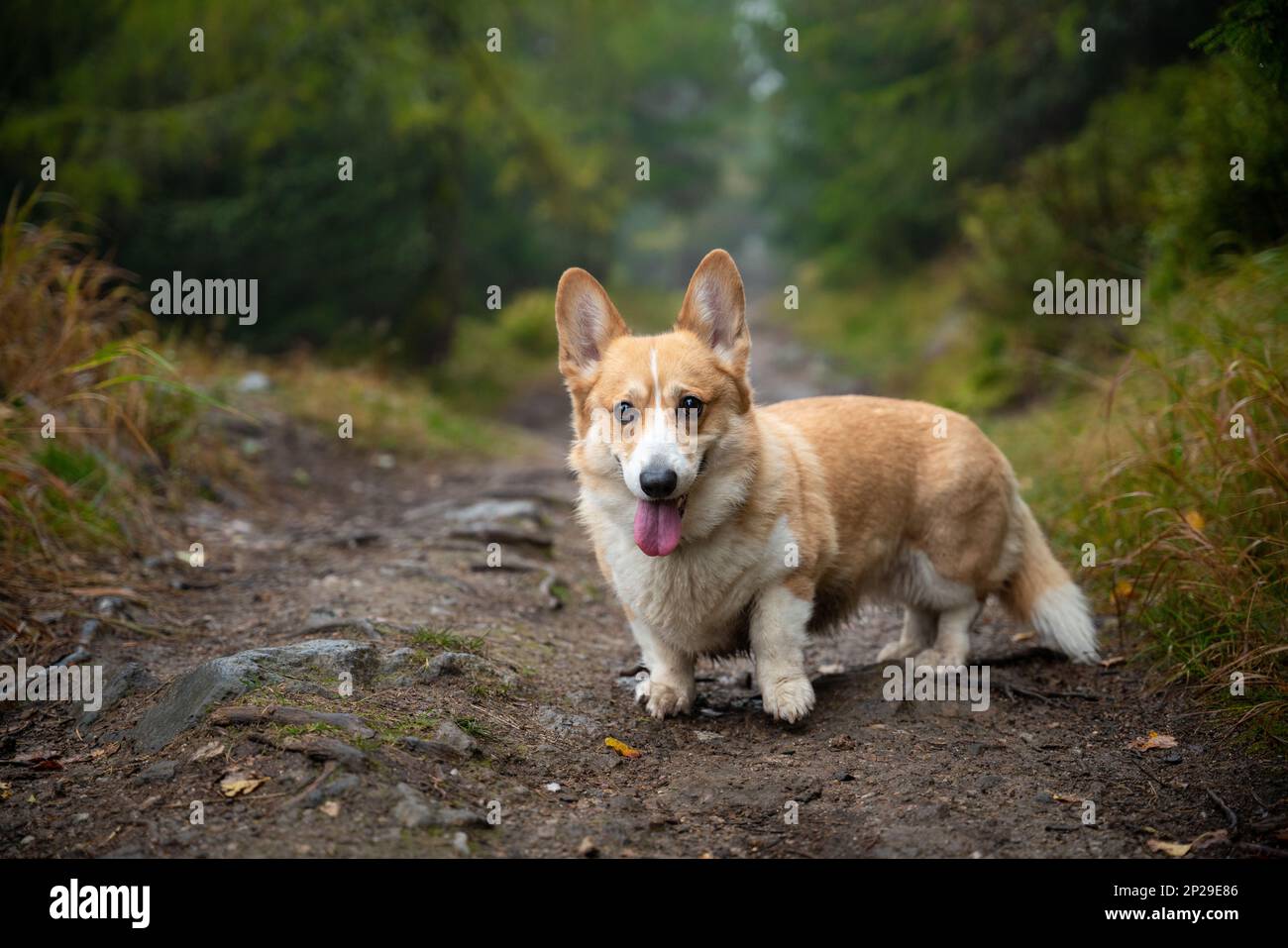 Un heureux chien gallois Corgi Pembroke debout dans les bois pendant le temps sombre de l'automne. Un chien dans les montagnes Banque D'Images