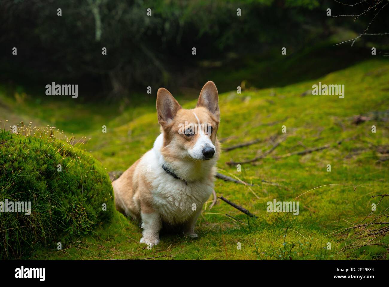 Un chien galloise triste de Corgi Pembroke se trouve dans un pré rempli de mousses. Un chien dans les montagnes Banque D'Images