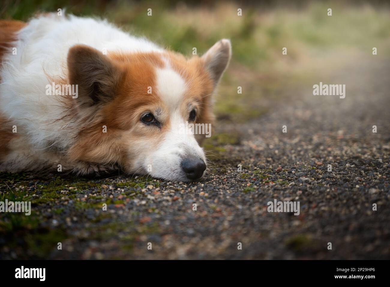Un chien gallois Corgi Pembroke fatigué se trouve près de la voiture et repose. Chien fatigué après une longue randonnée Banque D'Images