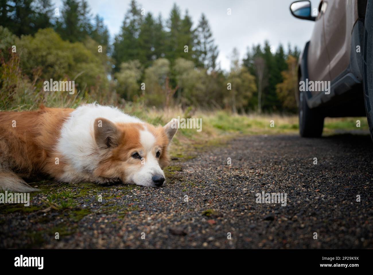 Un chien gallois Corgi Pembroke fatigué se trouve près de la voiture et repose. Chien fatigué après une longue randonnée Banque D'Images
