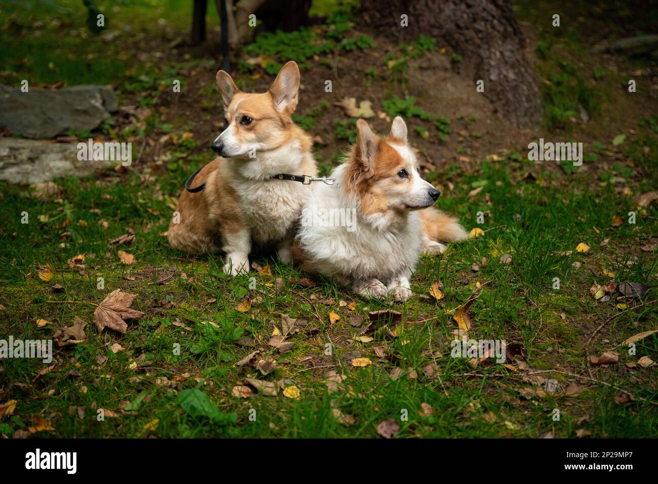 Deux chiens gallois Corgi Pembroke s'assoient attachés en attendant leur propriétaire. Un chien dans les montagnes Banque D'Images