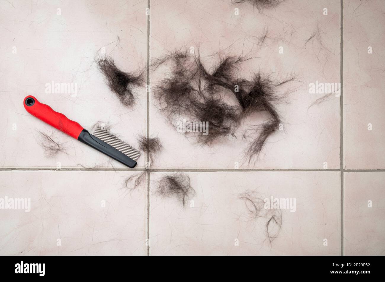 Fourrure de l'animal domestique en période de mue avec le furminator sur la salle de bains Banque D'Images