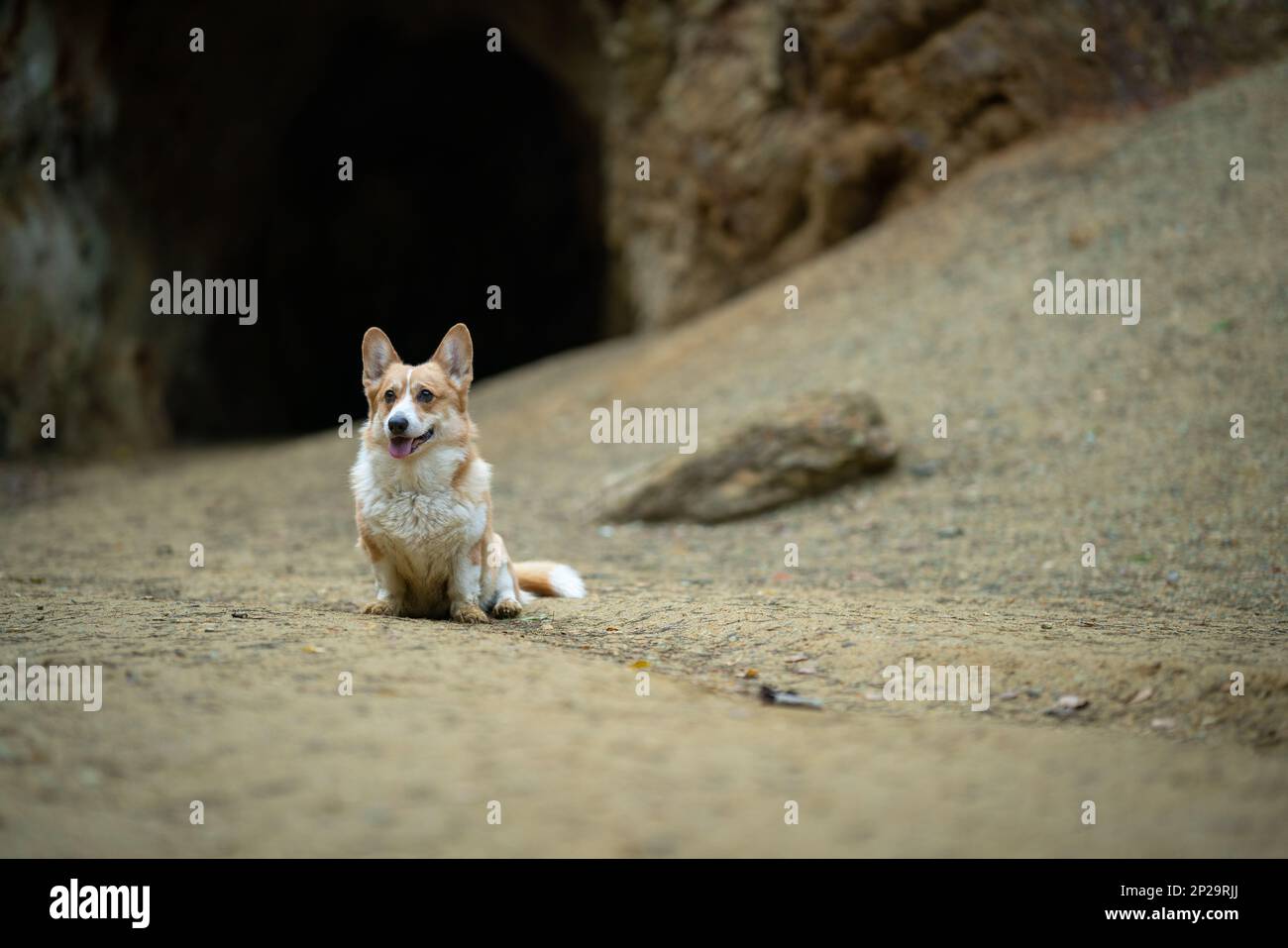Un chien de Pembroke gallois Corgi se trouve sur le sol en face de l'entrée de la grotte. Un chien dans les montagnes Banque D'Images