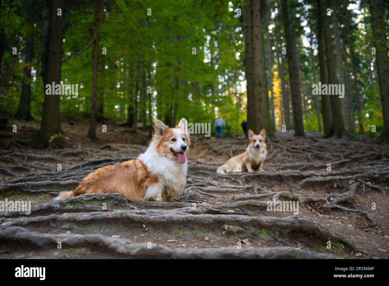 Deux heureux chiens gallois Corgi Pembroke attendent sur le sentier surcultivé avec des racines d'arbre. Un chien dans les montagnes Banque D'Images