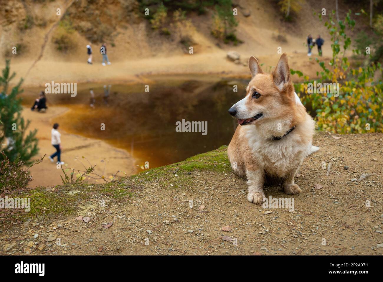 Un chien gallois Corgi Pembroke se dresse sur une falaise et attend. Il y a un lac en bas. Un chien dans les montagnes Banque D'Images