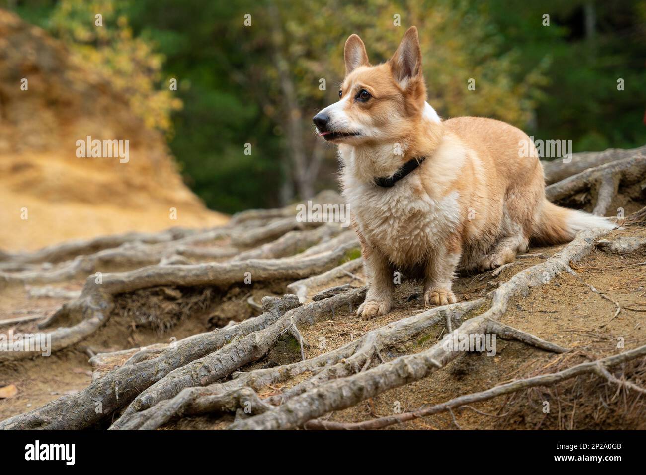 Un chien gallois de Corgi Pembroke se tient parmi les racines et montre stupidement sa langue. Un chien dans les montagnes Banque D'Images