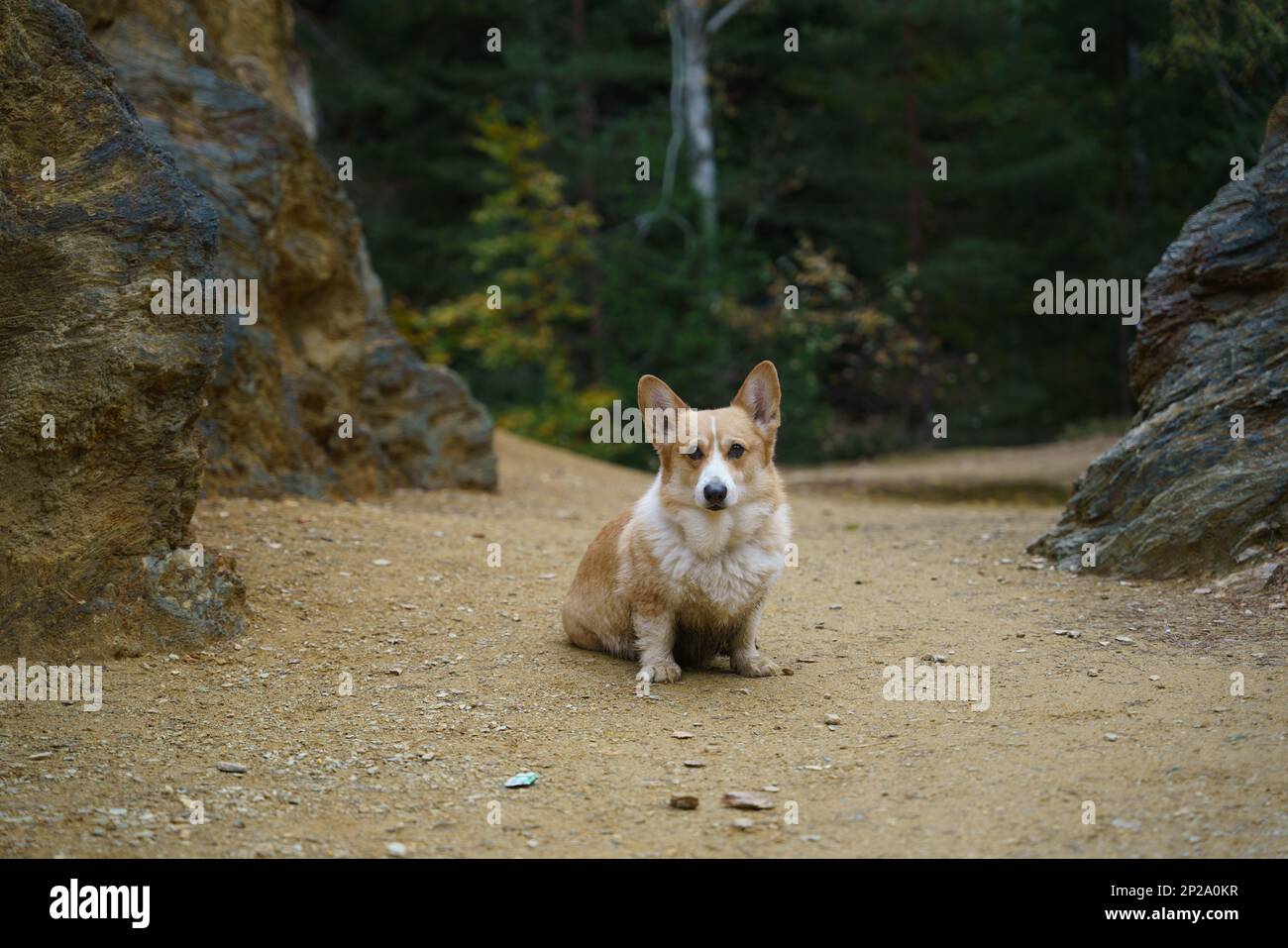 Un chien gallois Corgi Pembroke assis sur le sol avec de grandes roches en arrière-plan. Un chien dans les montagnes Banque D'Images
