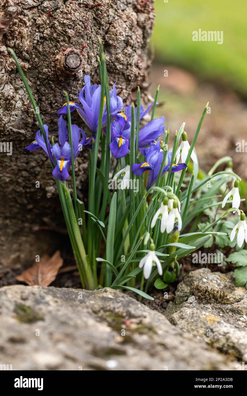 Gros plan de Iris reticulata (Ilees nains) et de gouttes de neige (Galanthus) fleurissant contre un arbre en février / mars. Angleterre , Royaume-Uni Banque D'Images