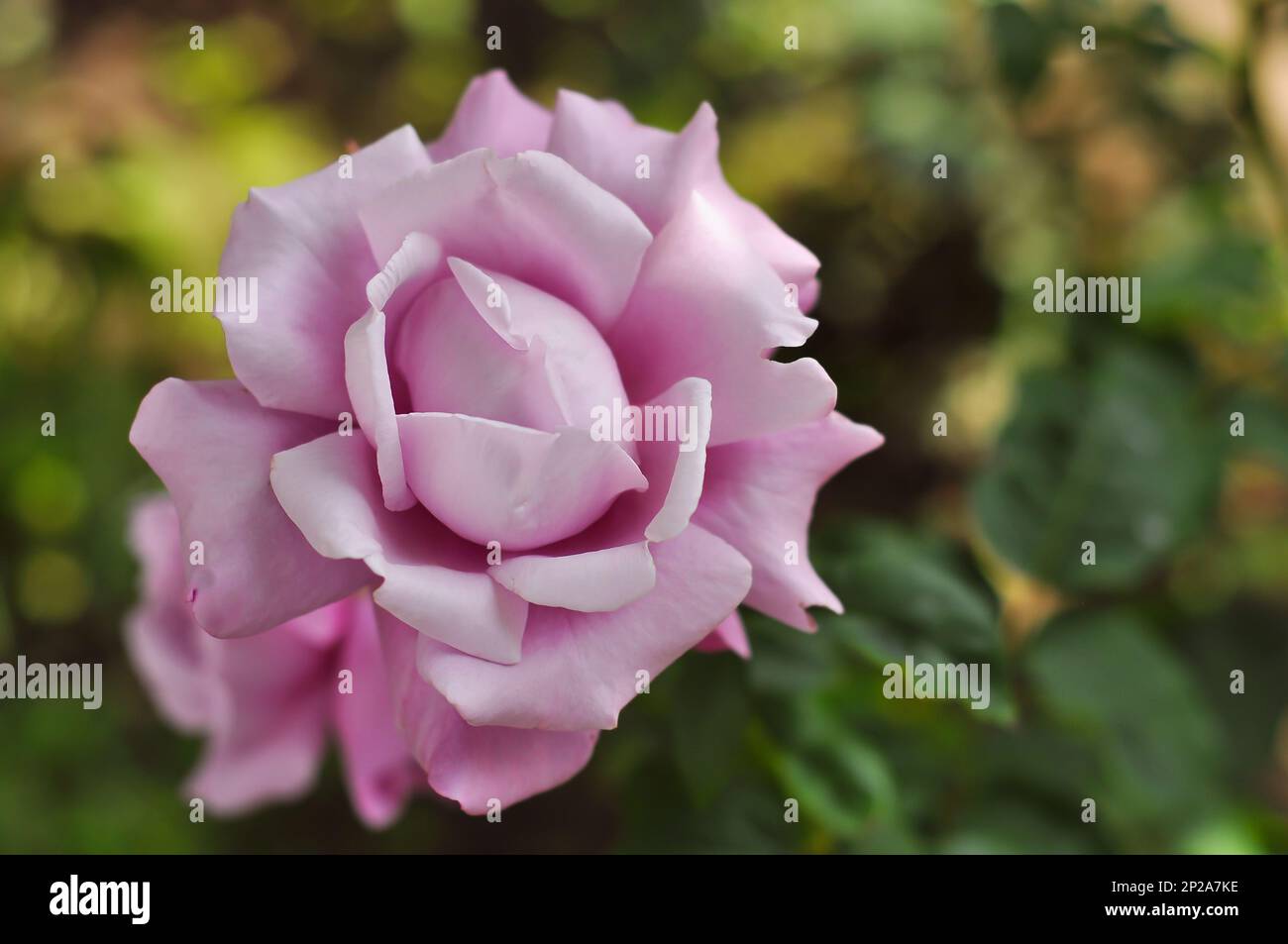 Bouton rose bleu lune en fleurs avec arrière-plan flou. Une fleur de jardin luxuriante de couleur lilas. Banque D'Images