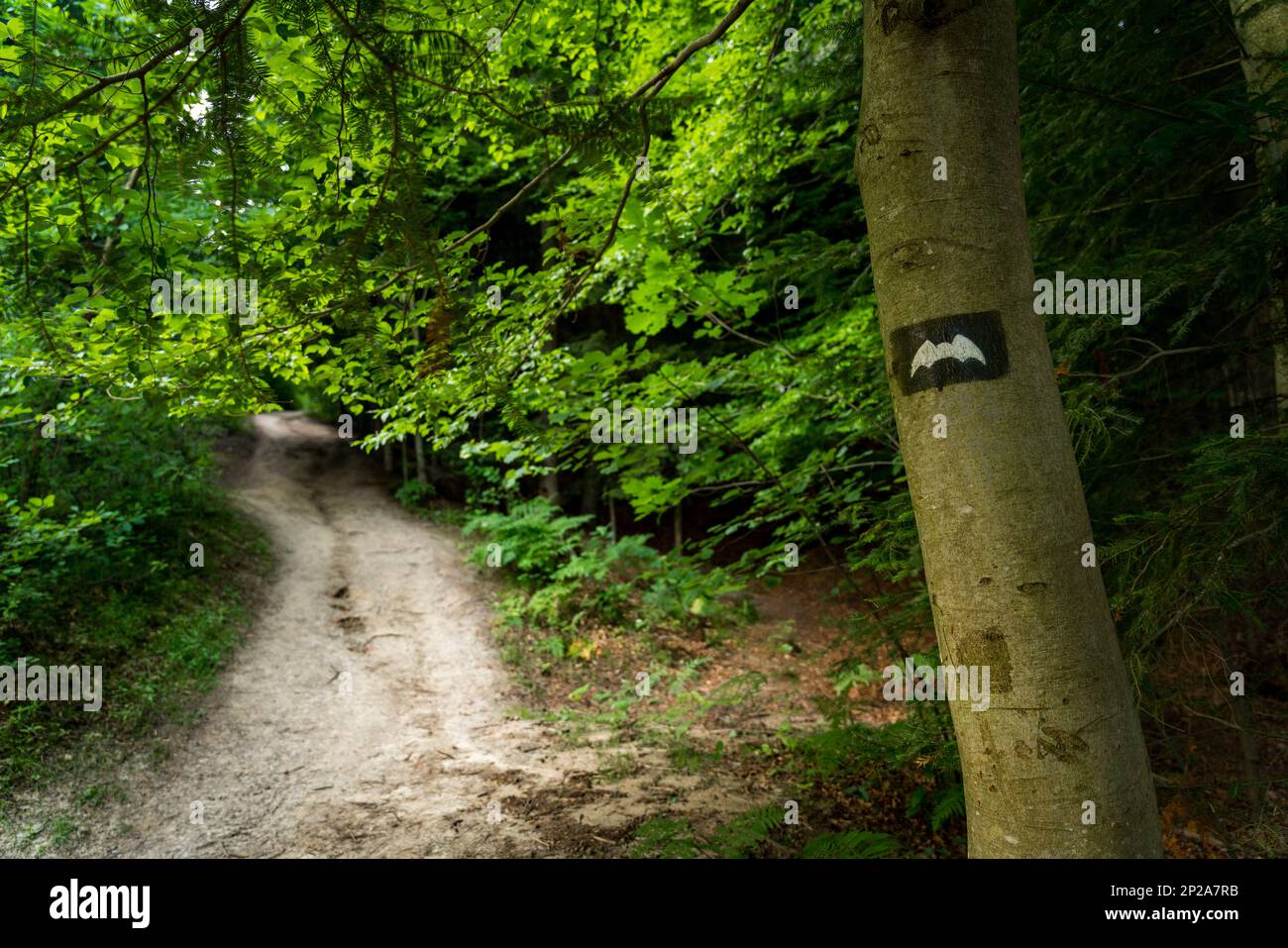 Marquage du sentier touristique avec un panneau de chauve-souris, peint sur un arbre. Le marquage nous mènera à notre destination sans errer le long du chemin. Banque D'Images