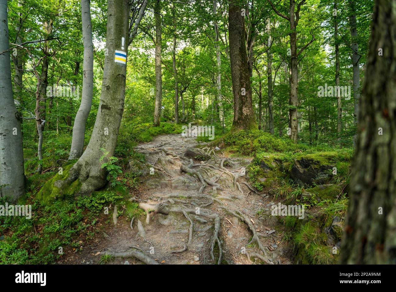 Marquage du sentier de randonnée en jaune et bleu, peint sur un arbre. Le marquage nous mènera à notre destination sans errer le long du chemin. pe polonais Banque D'Images