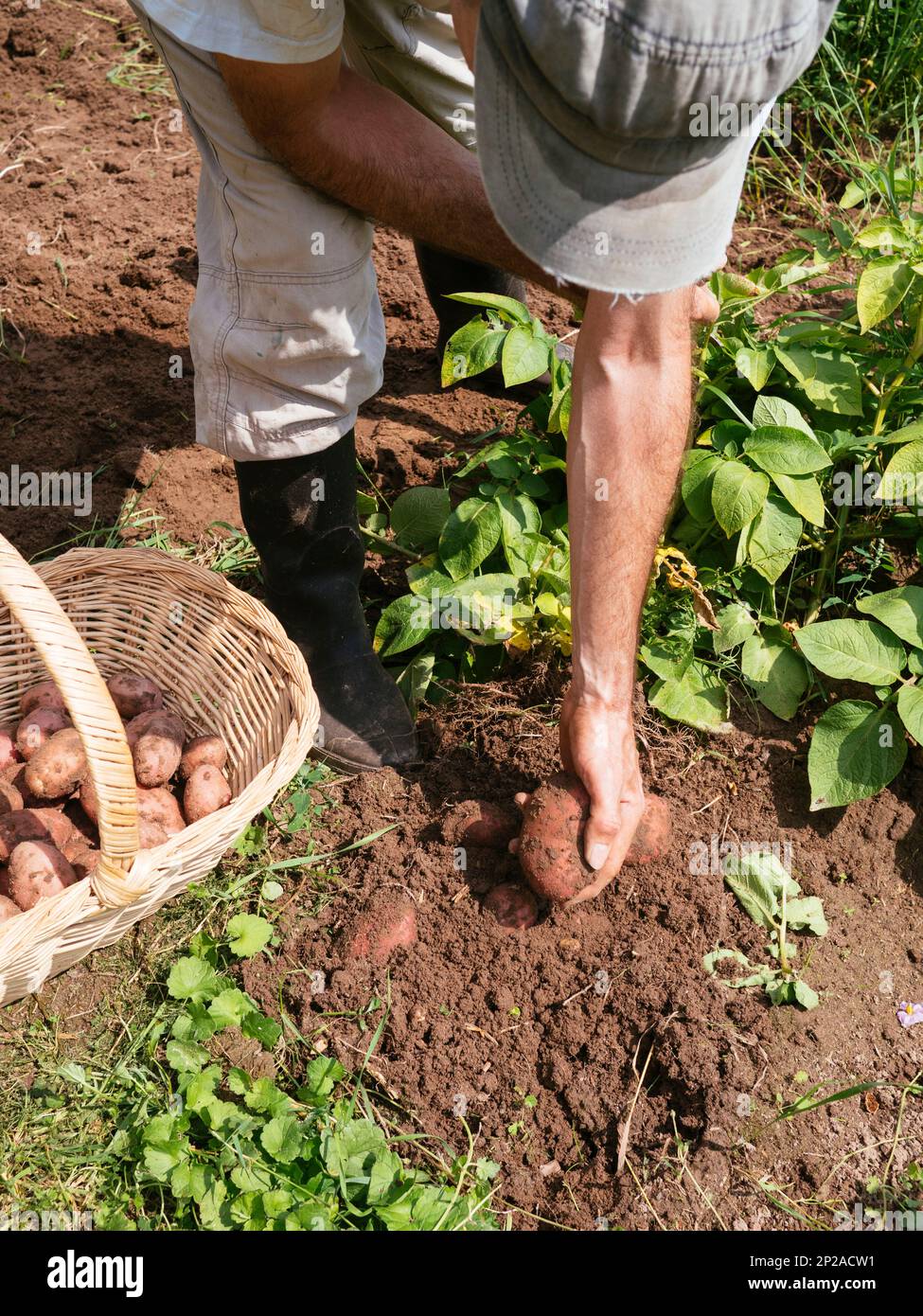Jardinier récoltant des pommes de terre dans un jardin. Banque D'Images