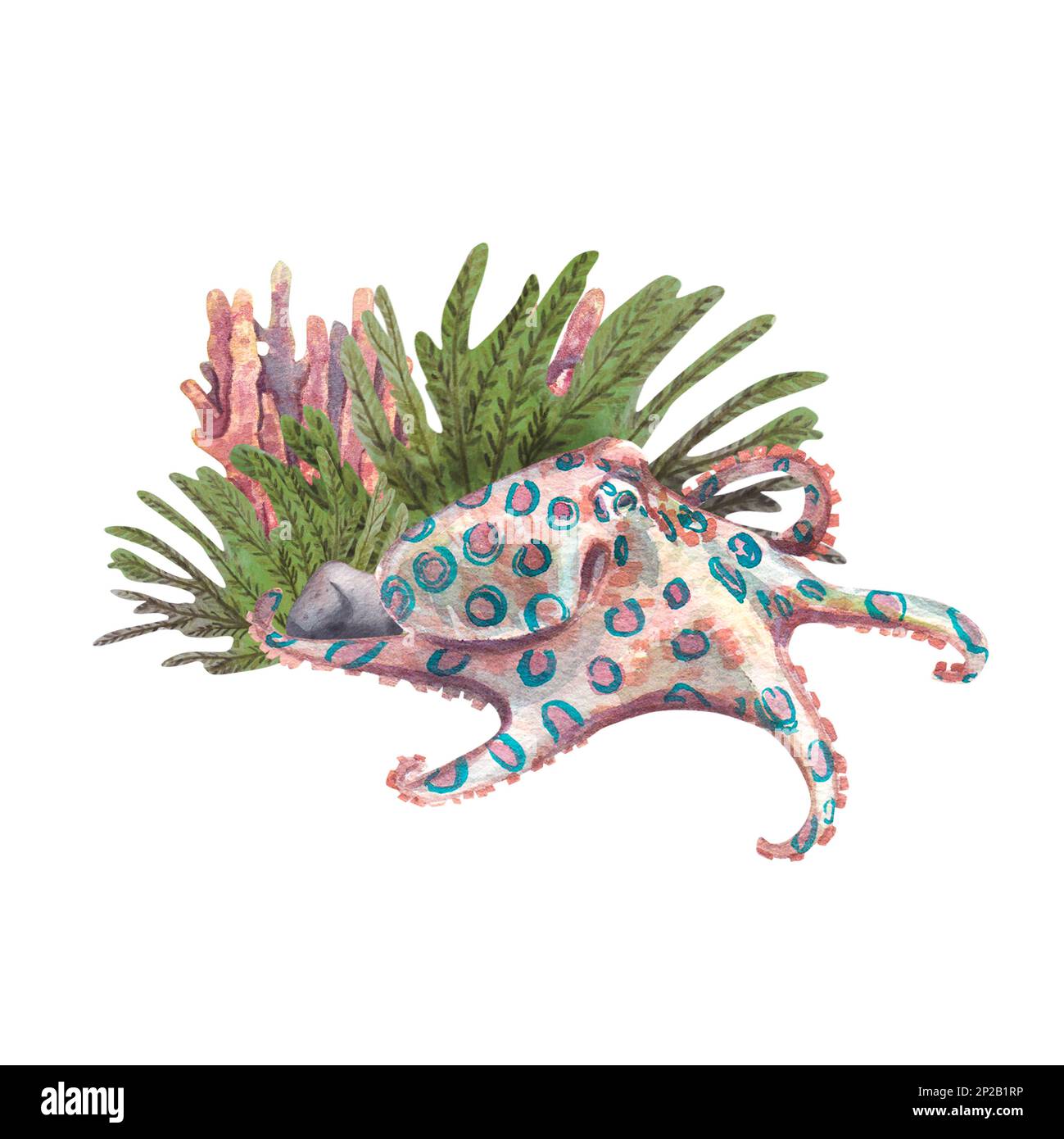 Pieuvre mignonne avec des taches bleues sur fond corail isolé sur fond blanc. Illustration aquarelle d'animaux et de plantes sous-marines réalistes. Sui Banque D'Images