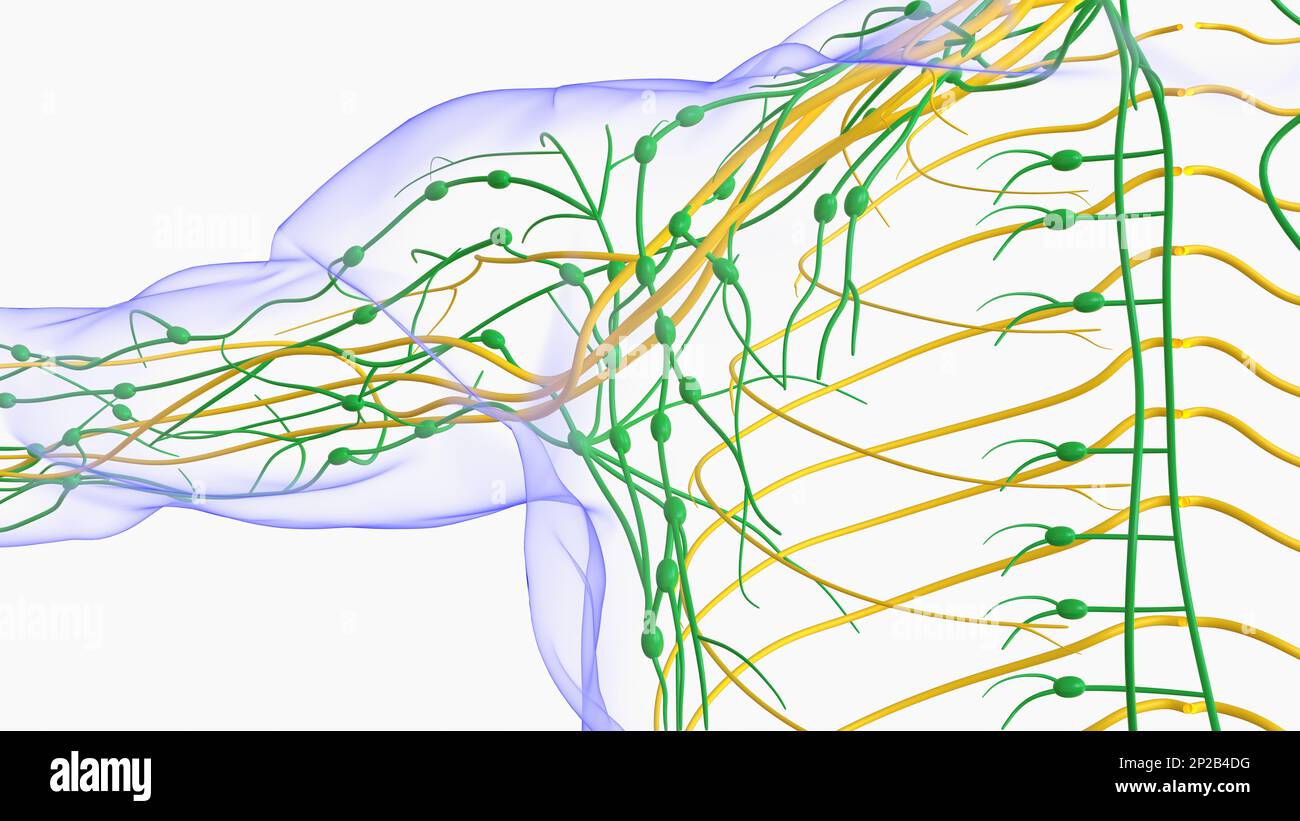 Anatomie Des Ganglions Lymphatiques Humains Pour L illustration Du 