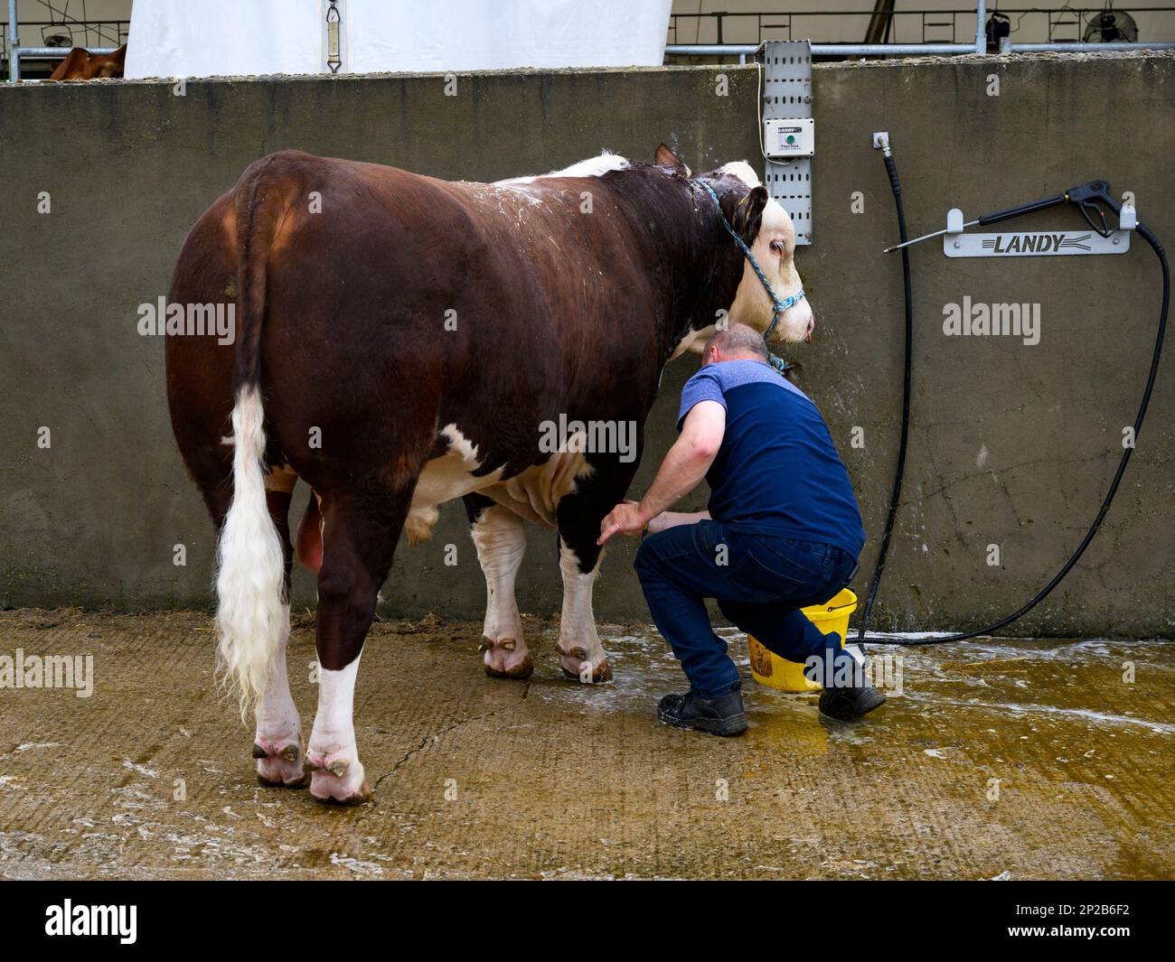 Homme fermier lavant le taureau blanc rouge Hereford debout dans le lavage de bétail, se préparer à l'animal (eau savonneuse) - Great Yorkshire Show, Harrogate, Angleterre Royaume-Uni. Banque D'Images