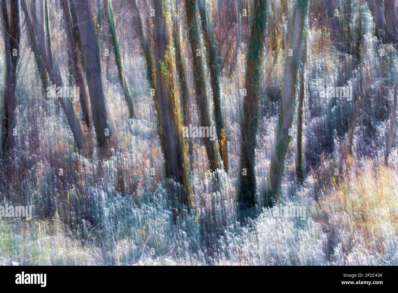 Fotografía de Árboles en el bosque, ICM, movimiento de cámara intencionado Banque D'Images