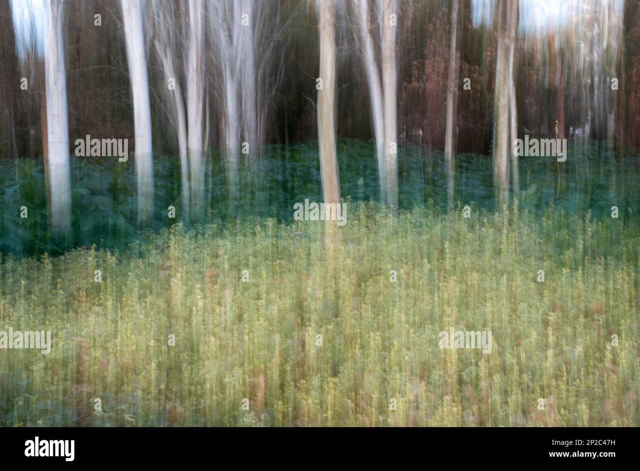 Fotografía de Árboles en el bosque, ICM, movimiento de cámara intencionado Banque D'Images