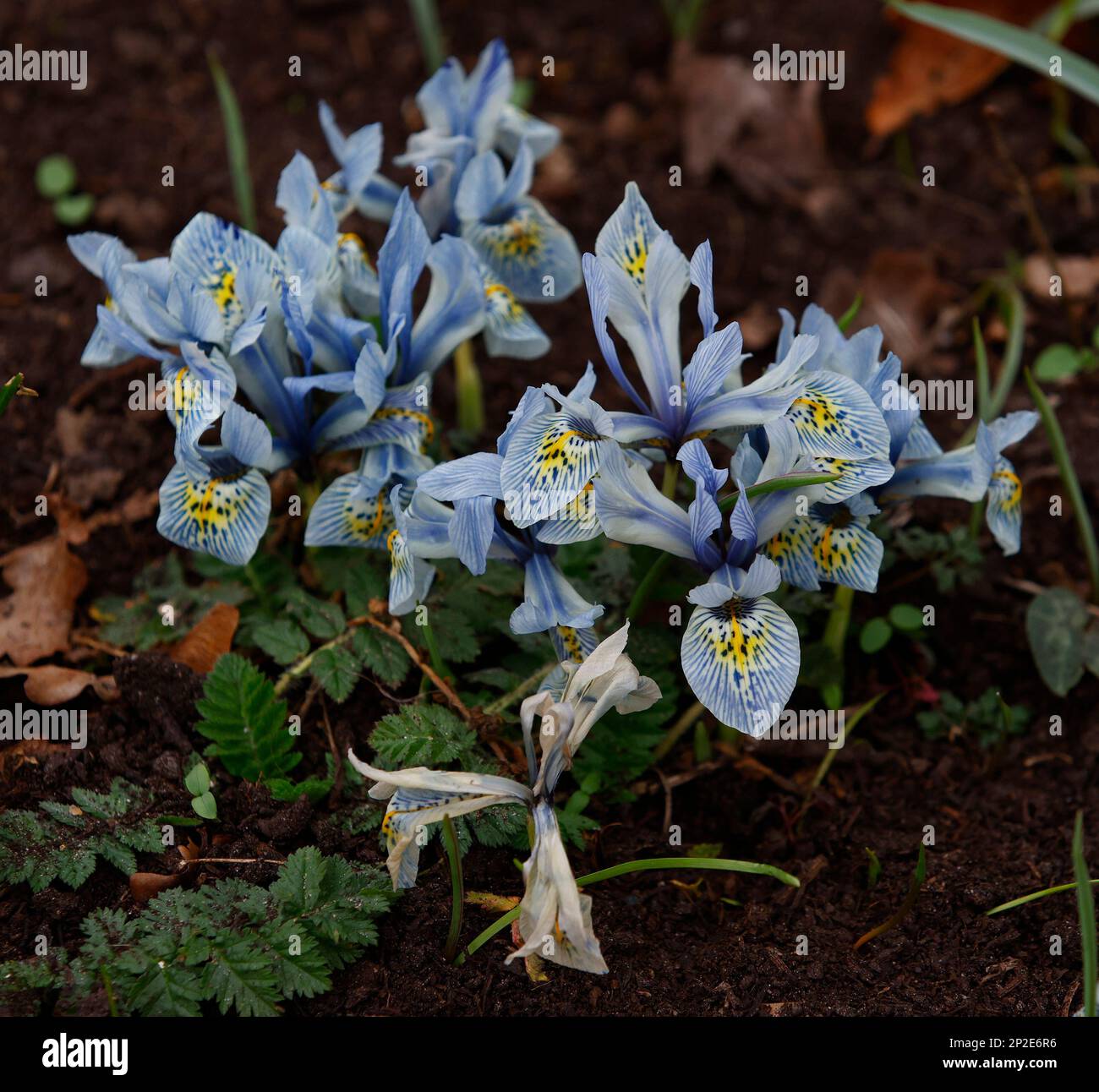 Gros plan des fleurs bleues de la plante de jardin Iris Katharine Hodgkin vu fleurir en hiver. Banque D'Images