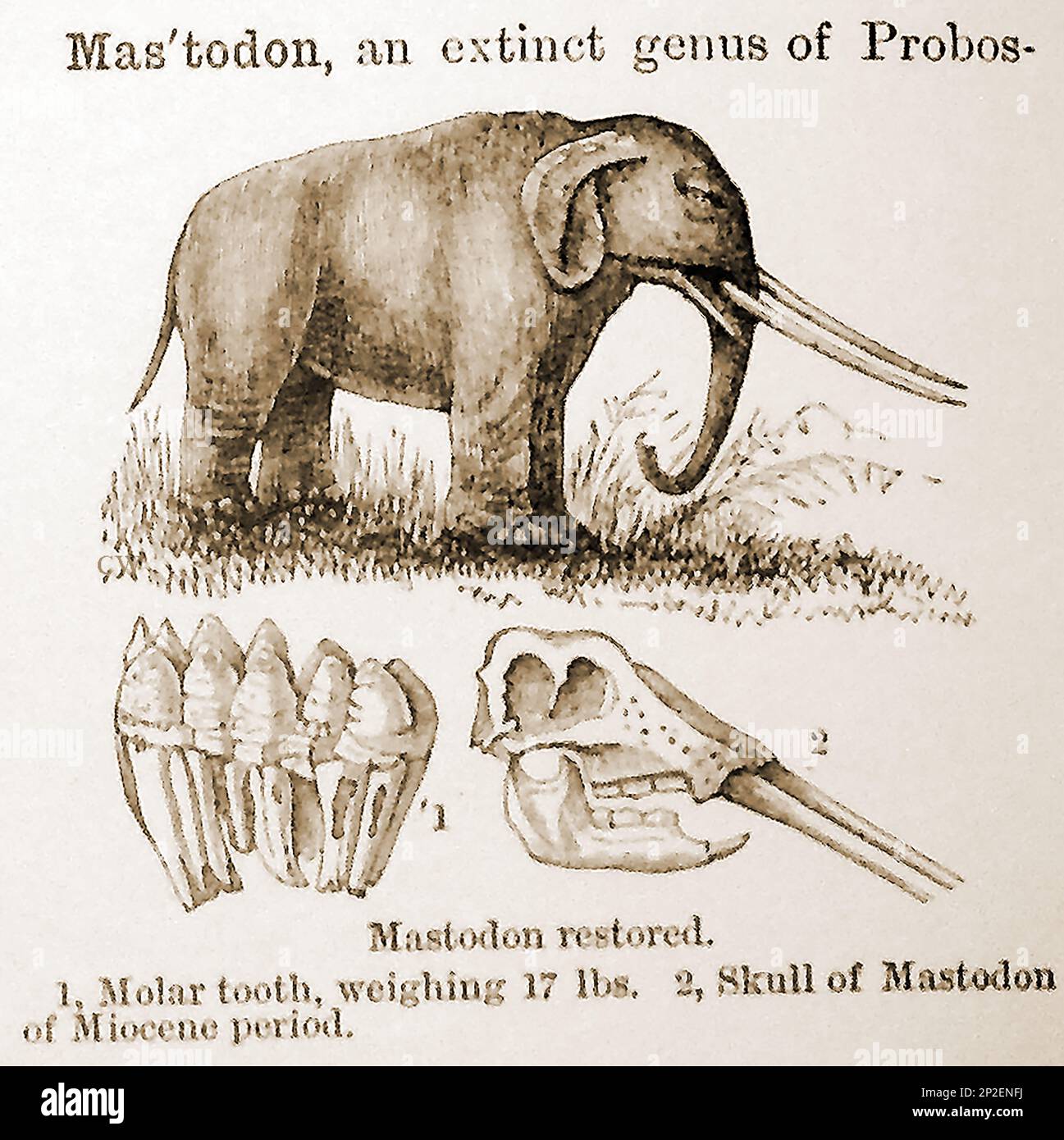 Une illustration de 19th siècle d'un Mastodon éteint avec son crâne et ses dents. Banque D'Images