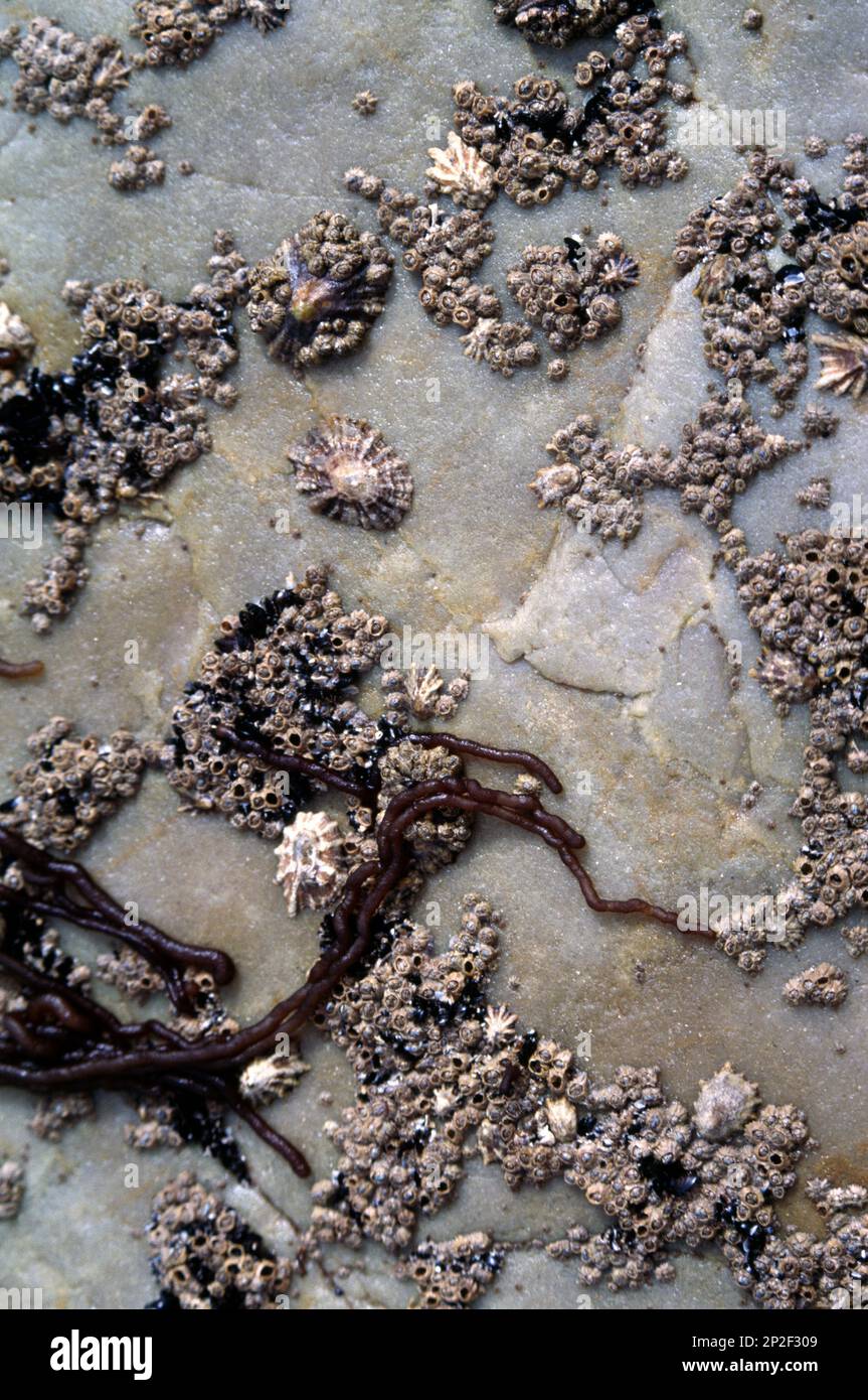 Les Asturies Espagne les animaux de compagnie et les Barnacles sur Un rocher Banque D'Images