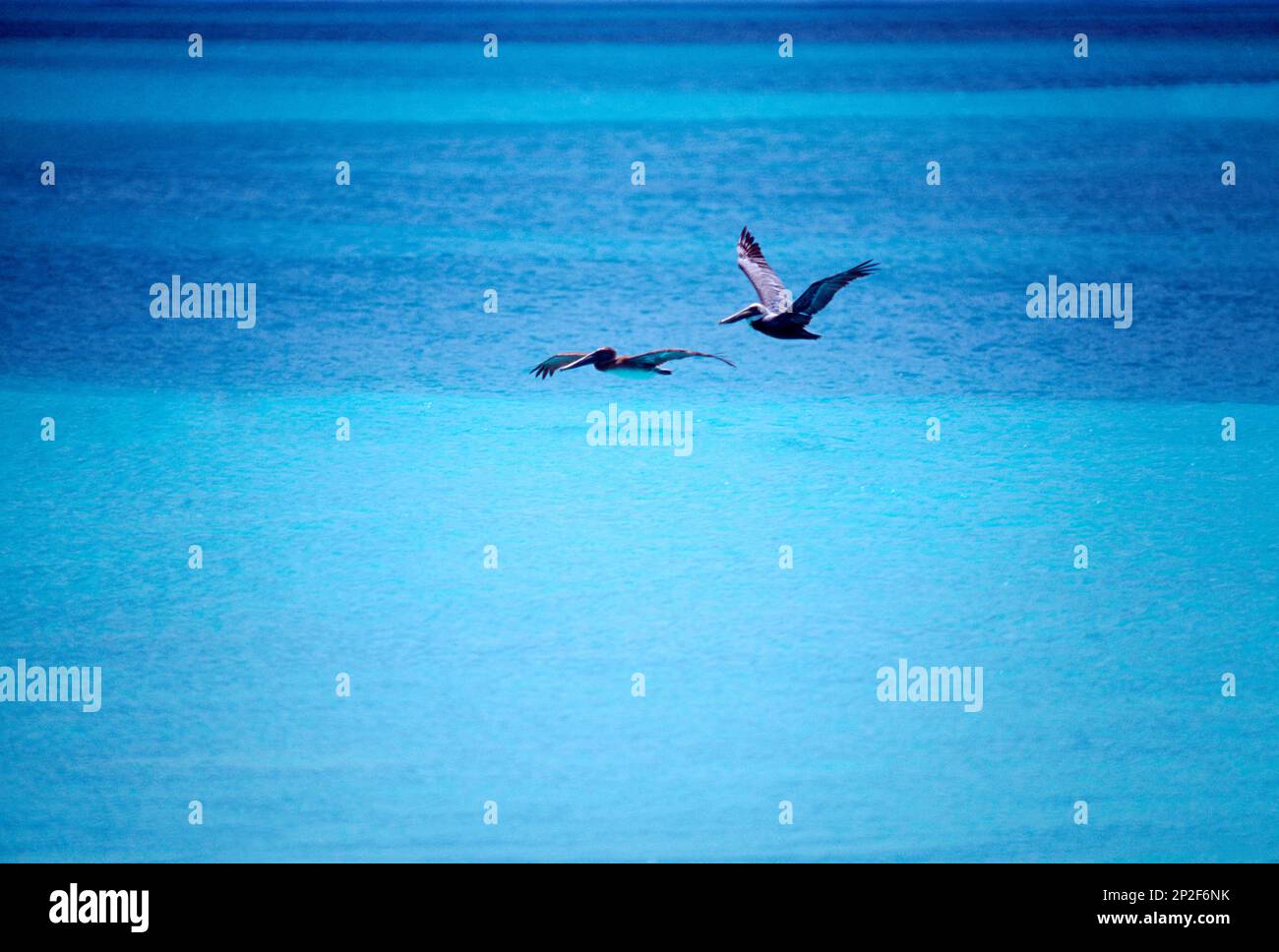 Barbuda paire de pélicans bruns volant Banque D'Images