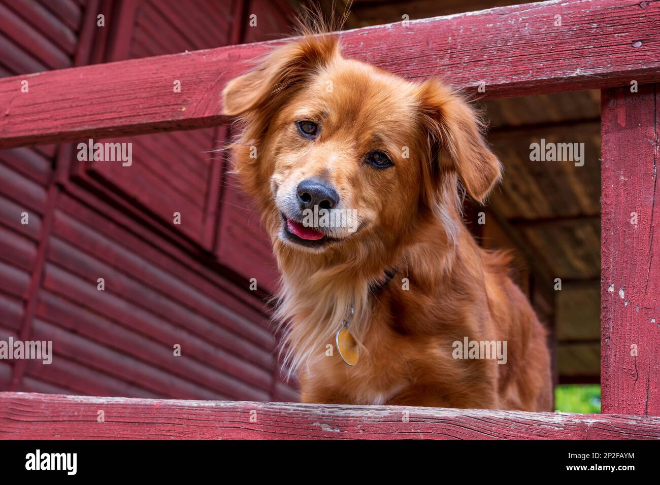 Portrait d'un chien de race mixte regardant l'appareil photo avec un grand sourire. Le chien est assis sur la terrasse. Banque D'Images