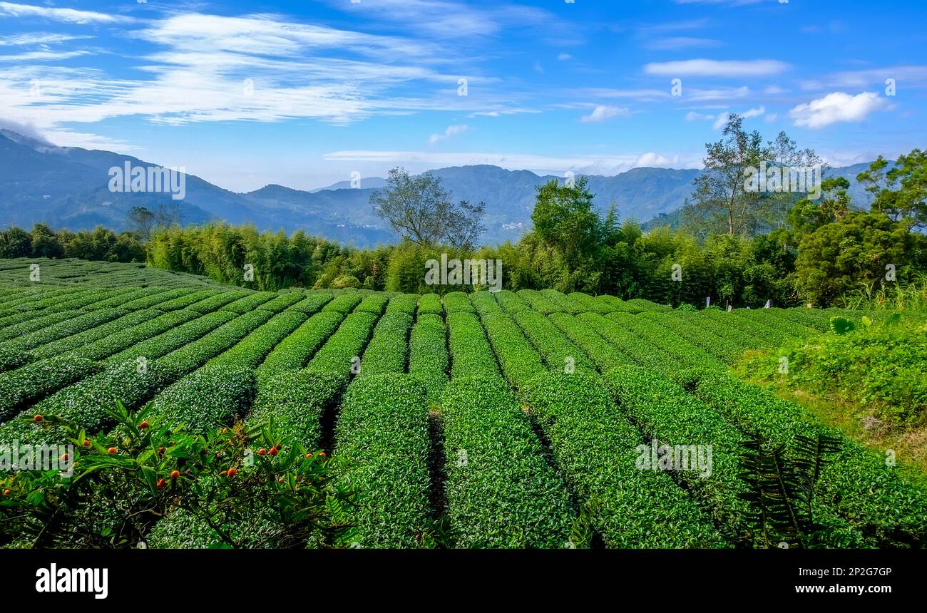 Rangées de plantations de thé vert dans les montagnes taïwanaises d'Alishan Banque D'Images