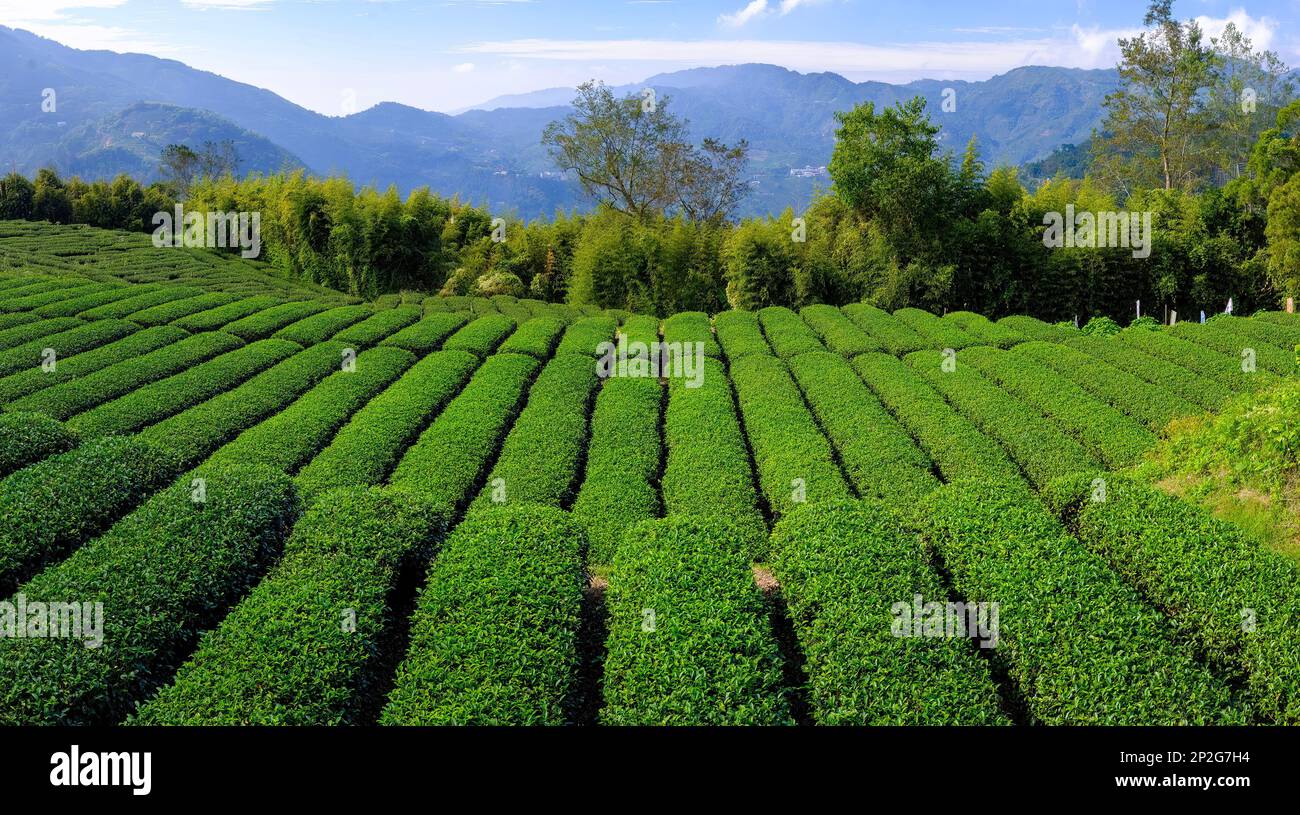 Rangées de plantations de thé vert dans les montagnes taïwanaises d'Alishan Banque D'Images
