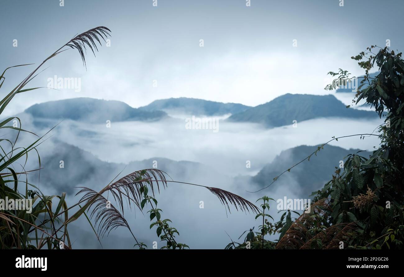 Mer de nuages et sommets brumeux des montagnes de l'Alishan à Taïwan Banque D'Images