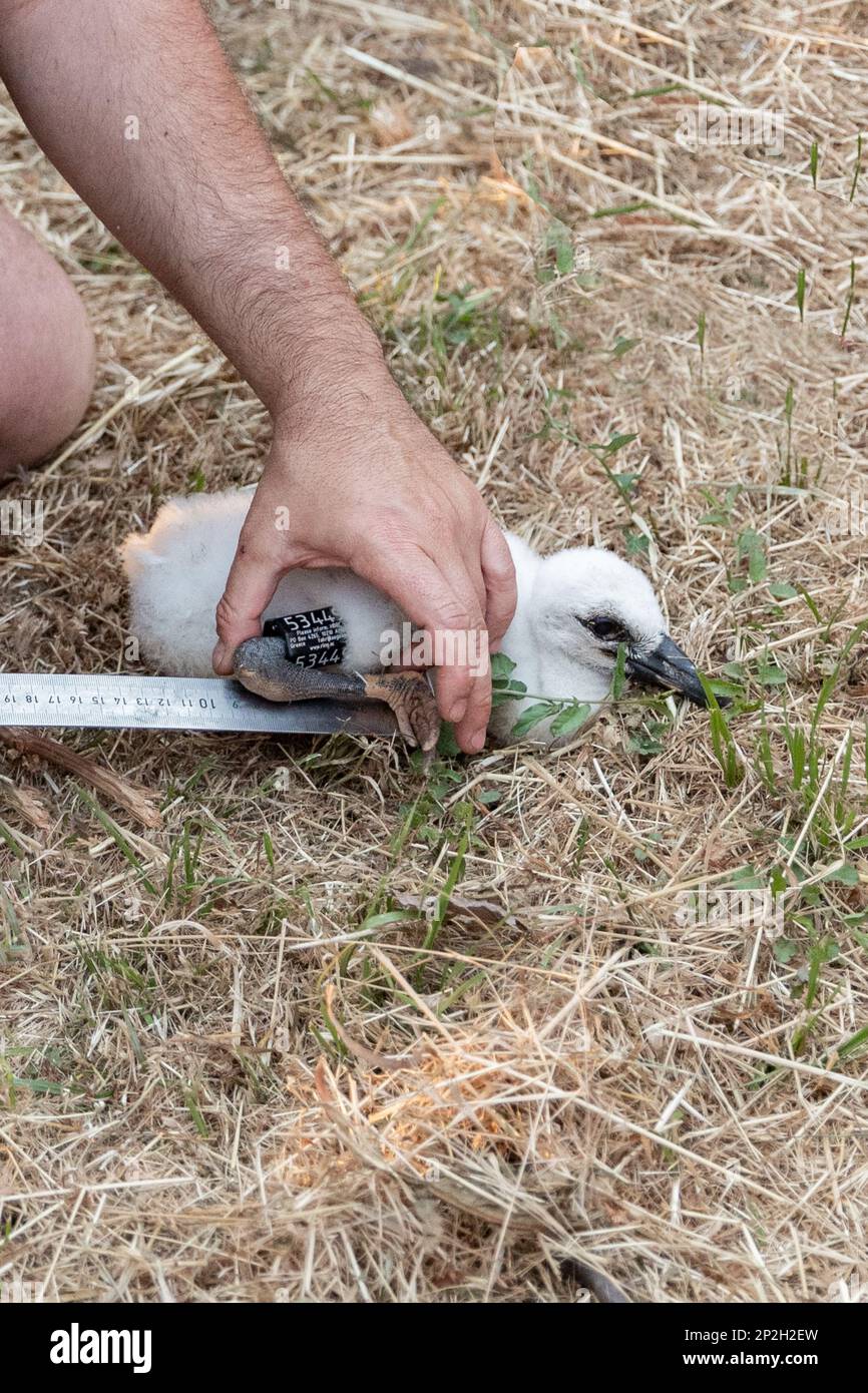 Ciconie blanche européenne Ciconia Ciconia est le symbole de la migration des oiseaux Banque D'Images