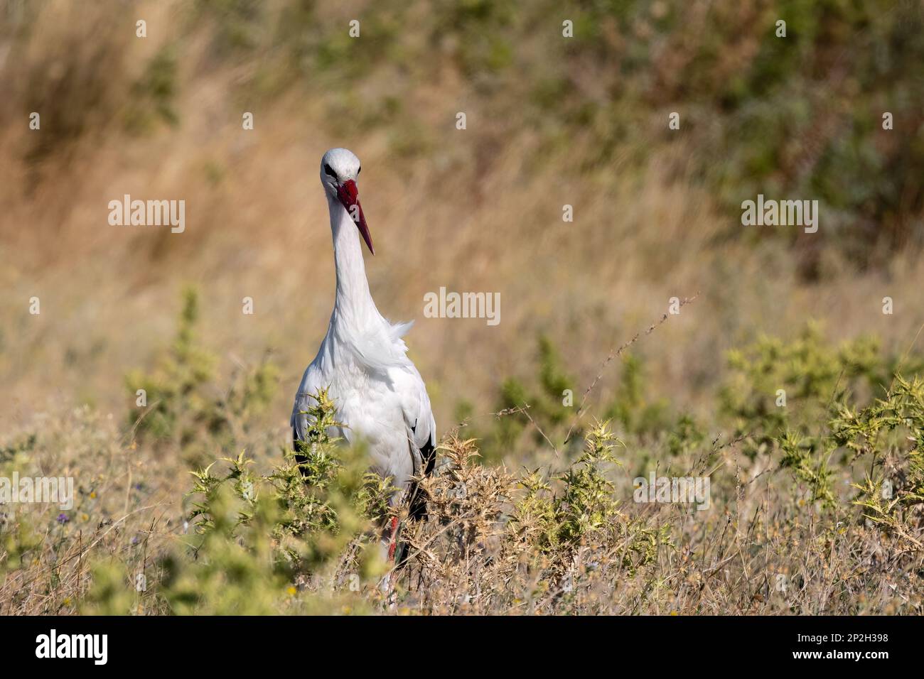 Ciconie blanche européenne Ciconia Ciconia est le symbole de la migration des oiseaux Banque D'Images