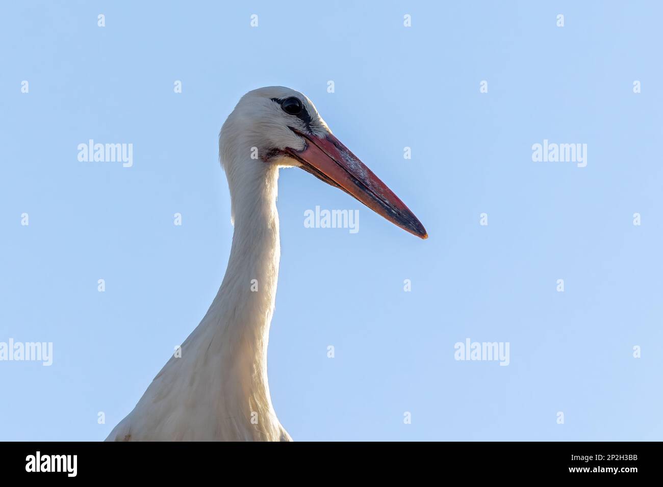 Ciconie blanche européenne Ciconia Ciconia est le symbole de la migration des oiseaux Banque D'Images